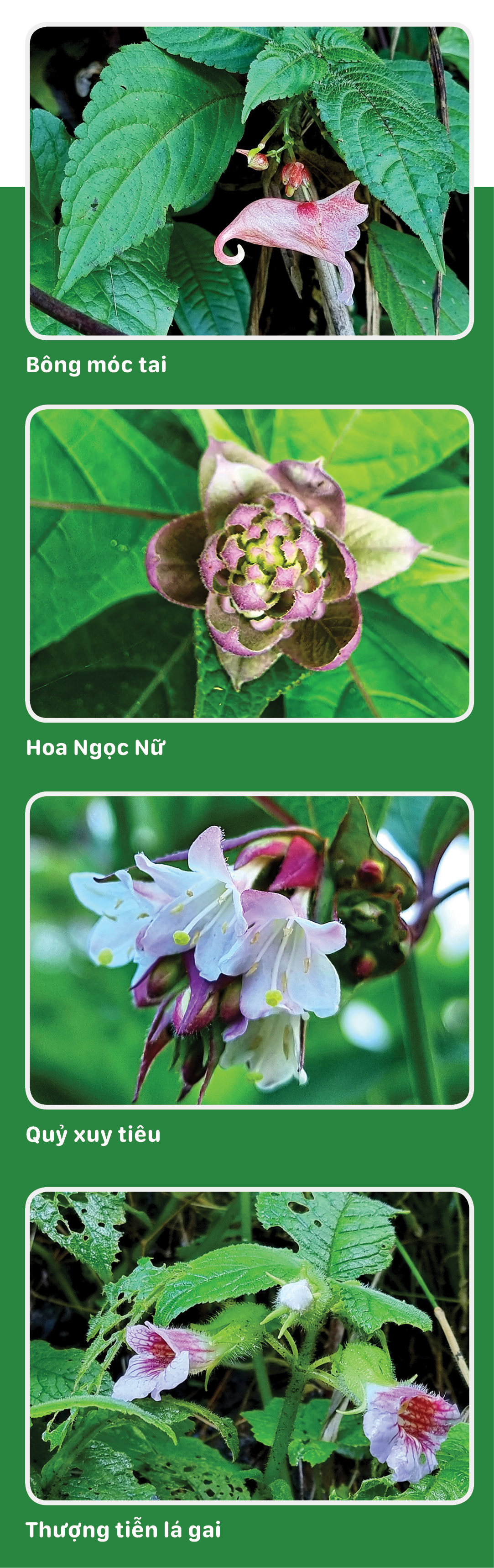Cung đường thảo mộc - Ảnh 3.