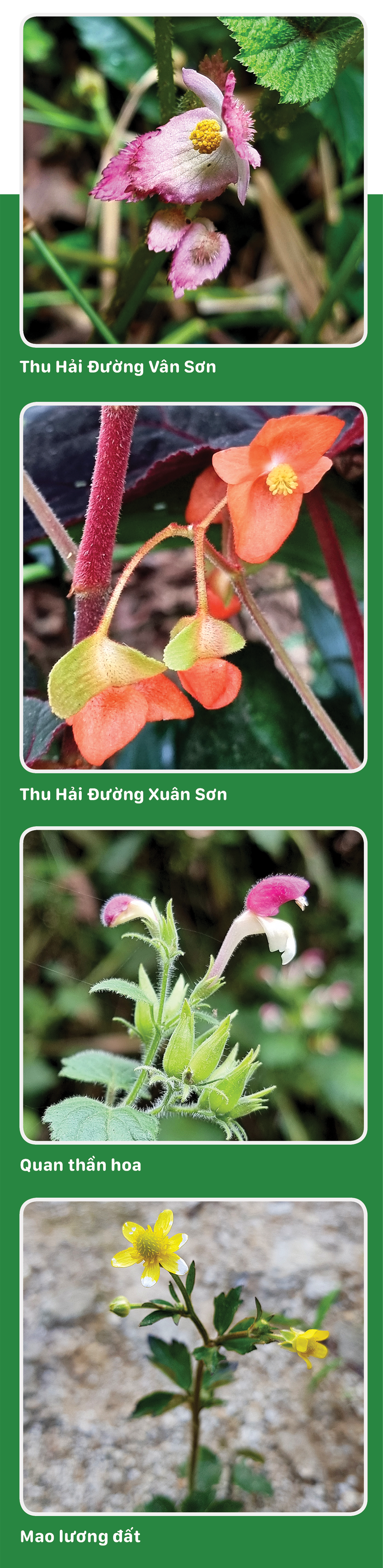 Cung đường thảo mộc - Ảnh 4.