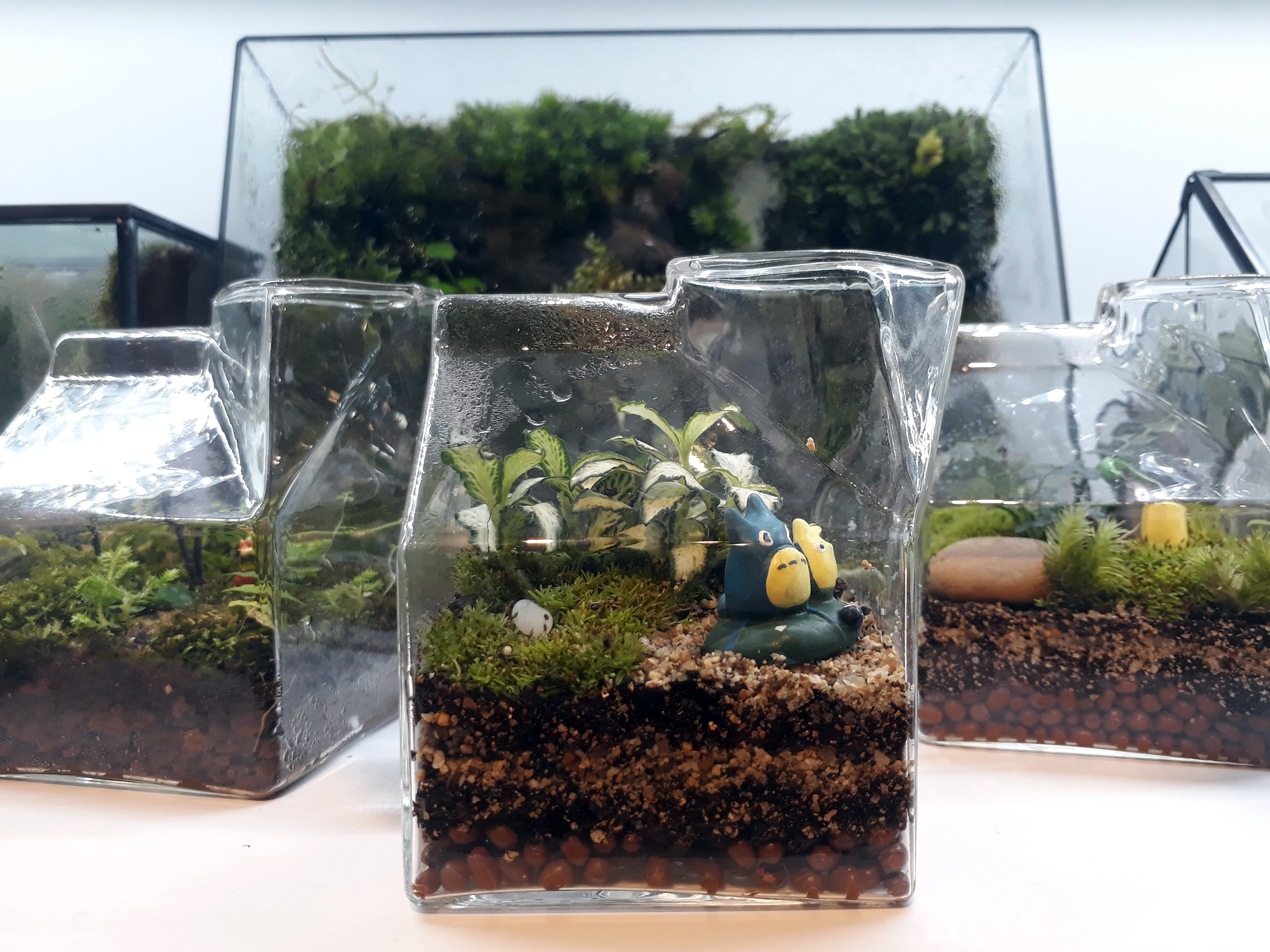 Đem thiên nhiên vào hộp Terrarium - Ảnh 7.