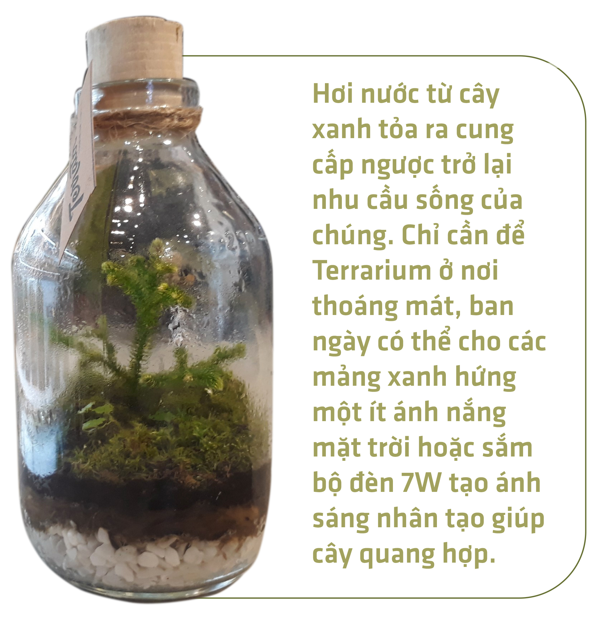 Đem thiên nhiên vào hộp Terrarium - Ảnh 4.