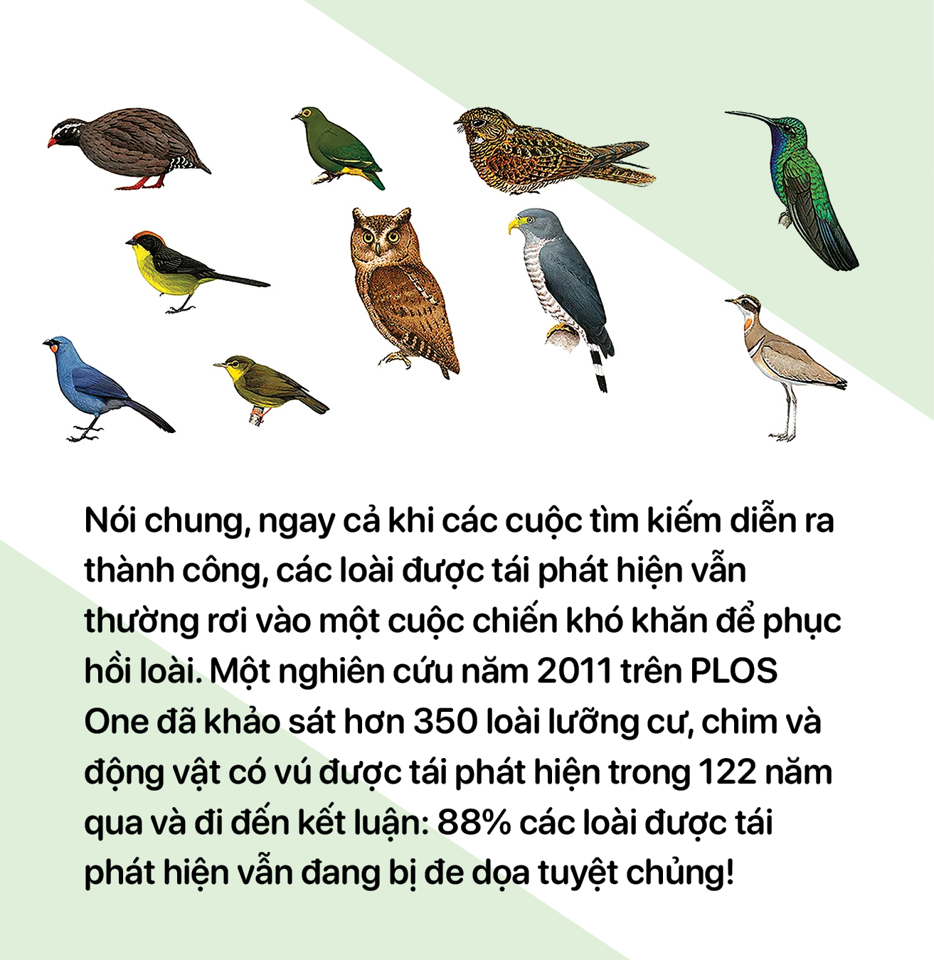 Những con chim ẩn mình… chờ sống - Ảnh 4.