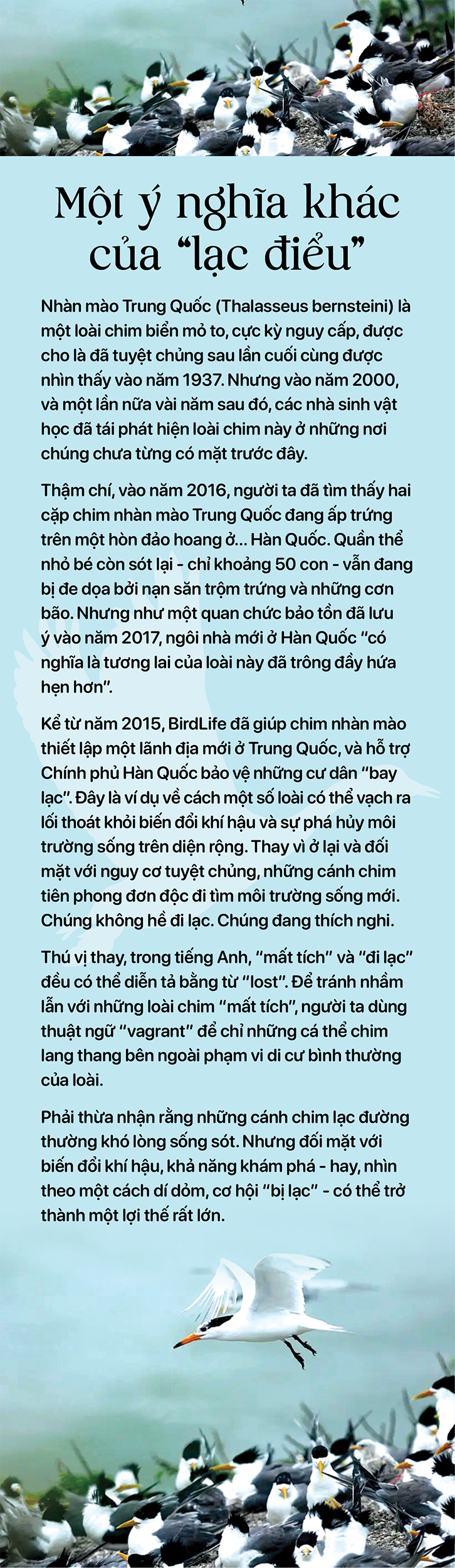 Những con chim ẩn mình… chờ sống - Ảnh 9.