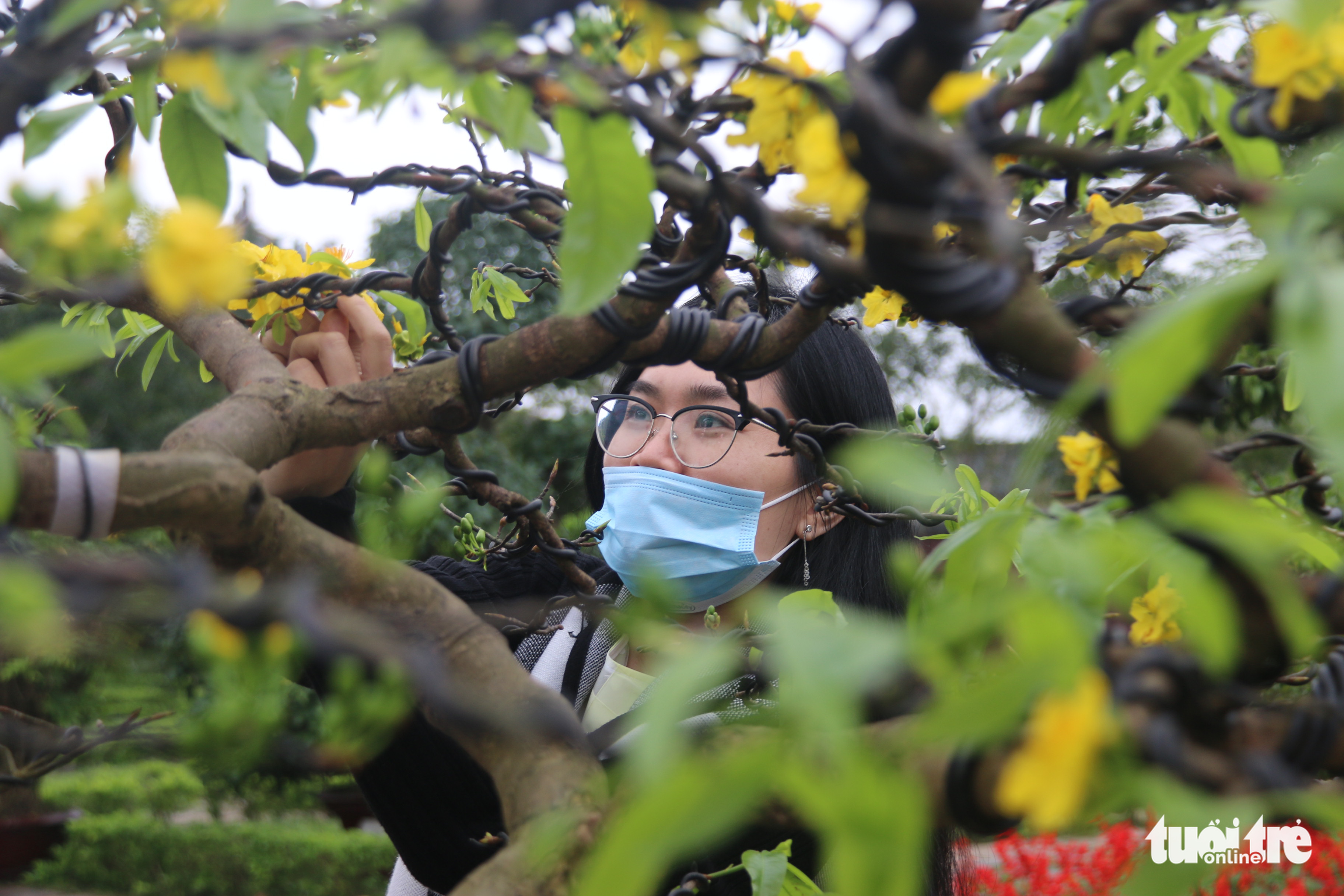 Xây dựng Huế thành xứ sở mai vàng của Việt Nam - Ảnh 1. Xây dựng Huế thành xứ sở mai vàng của Việt Nam - Ảnh 1.