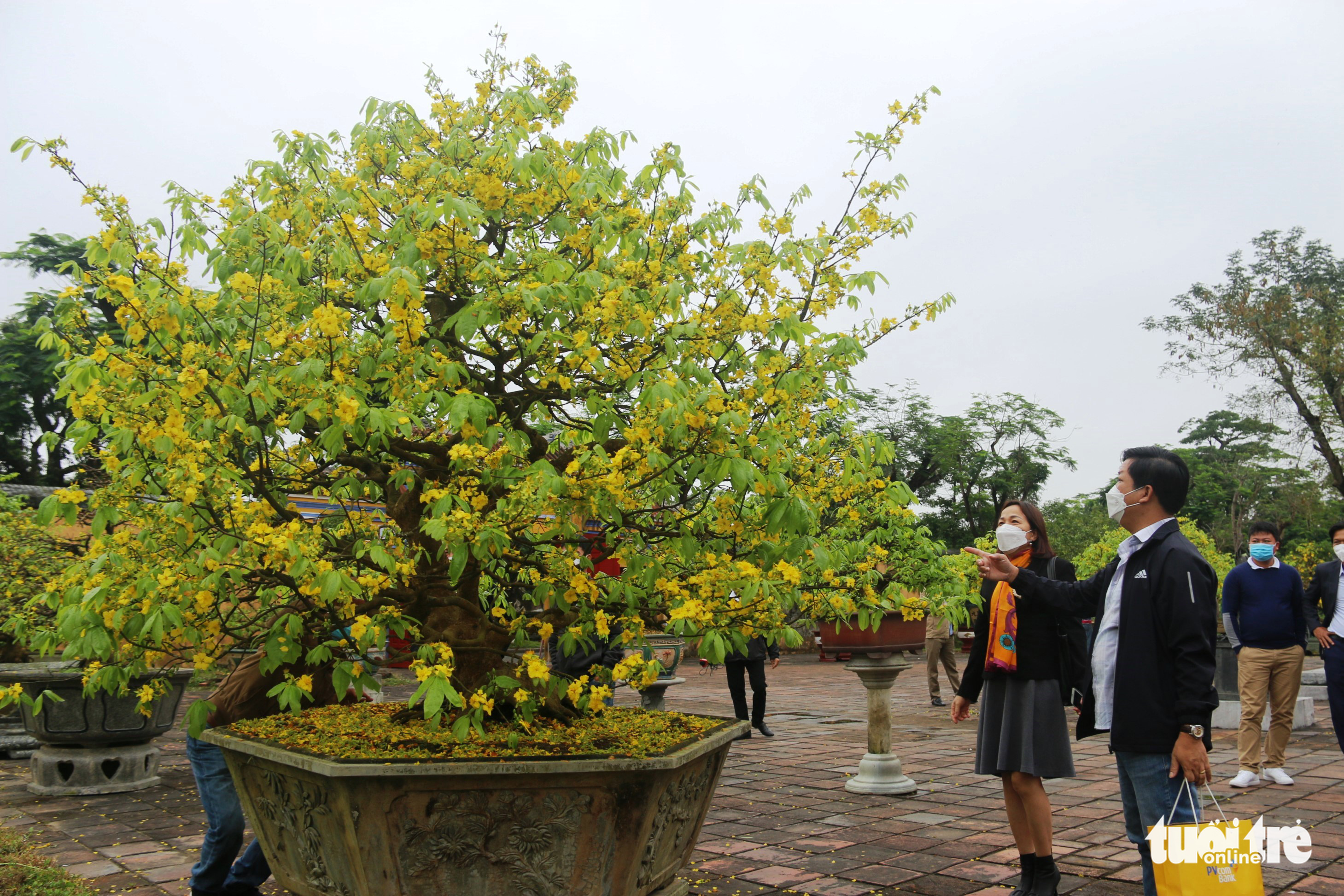 Xây dựng Huế thành xứ sở mai vàng của Việt Nam - Ảnh 2. Xây dựng Huế thành xứ sở mai vàng của Việt Nam - Ảnh 2.