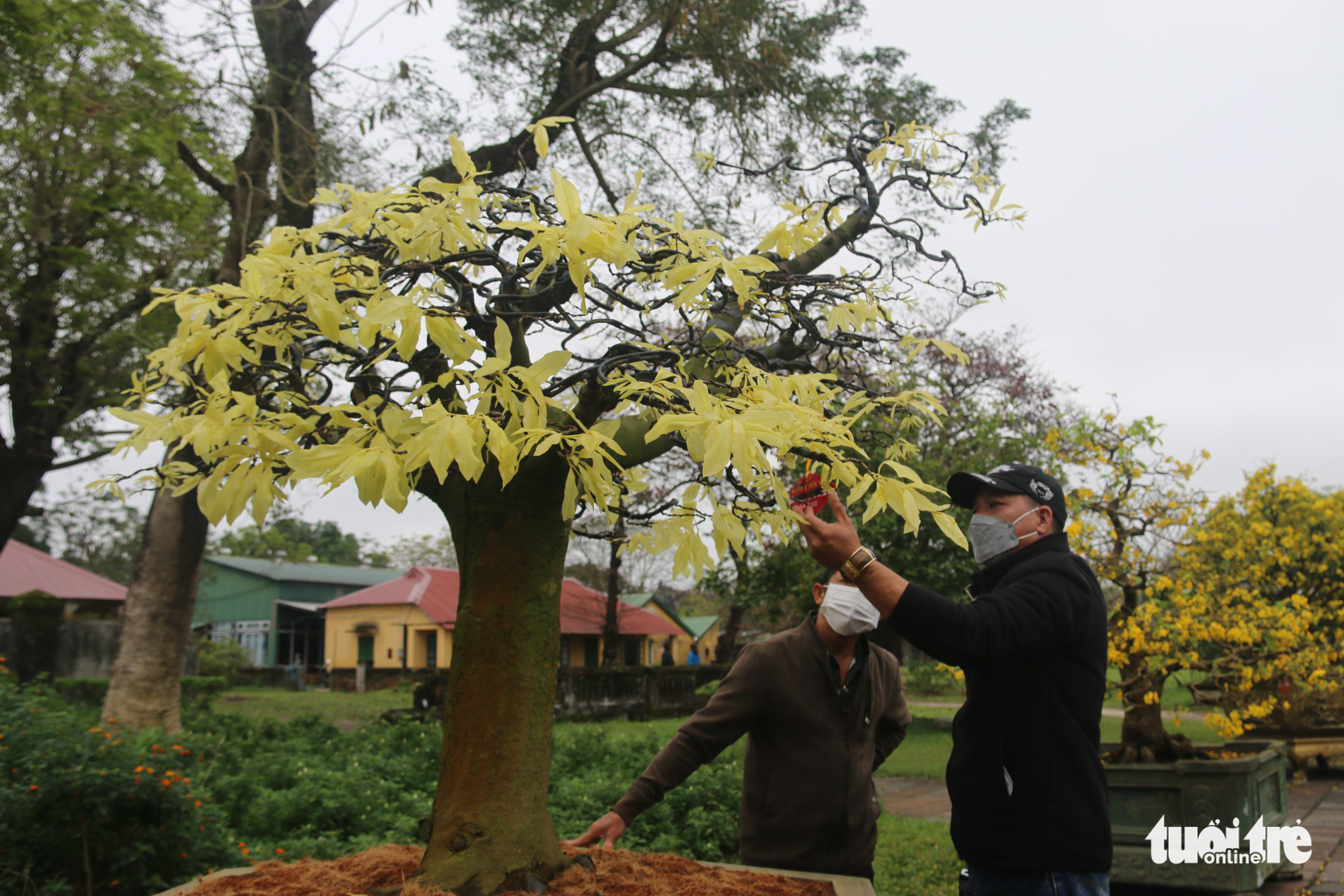 Xây dựng Huế thành xứ sở mai vàng của Việt Nam - Ảnh 3. Xây dựng Huế thành xứ sở mai vàng của Việt Nam - Ảnh 3.