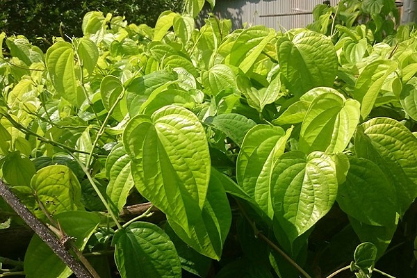 Nhớ tha thiết mấy nọc trầu, buồng cau quê ngoại... - Ảnh 1. Nhớ tha thiết mấy nọc trầu, buồng cau quê ngoại... - Ảnh 1.