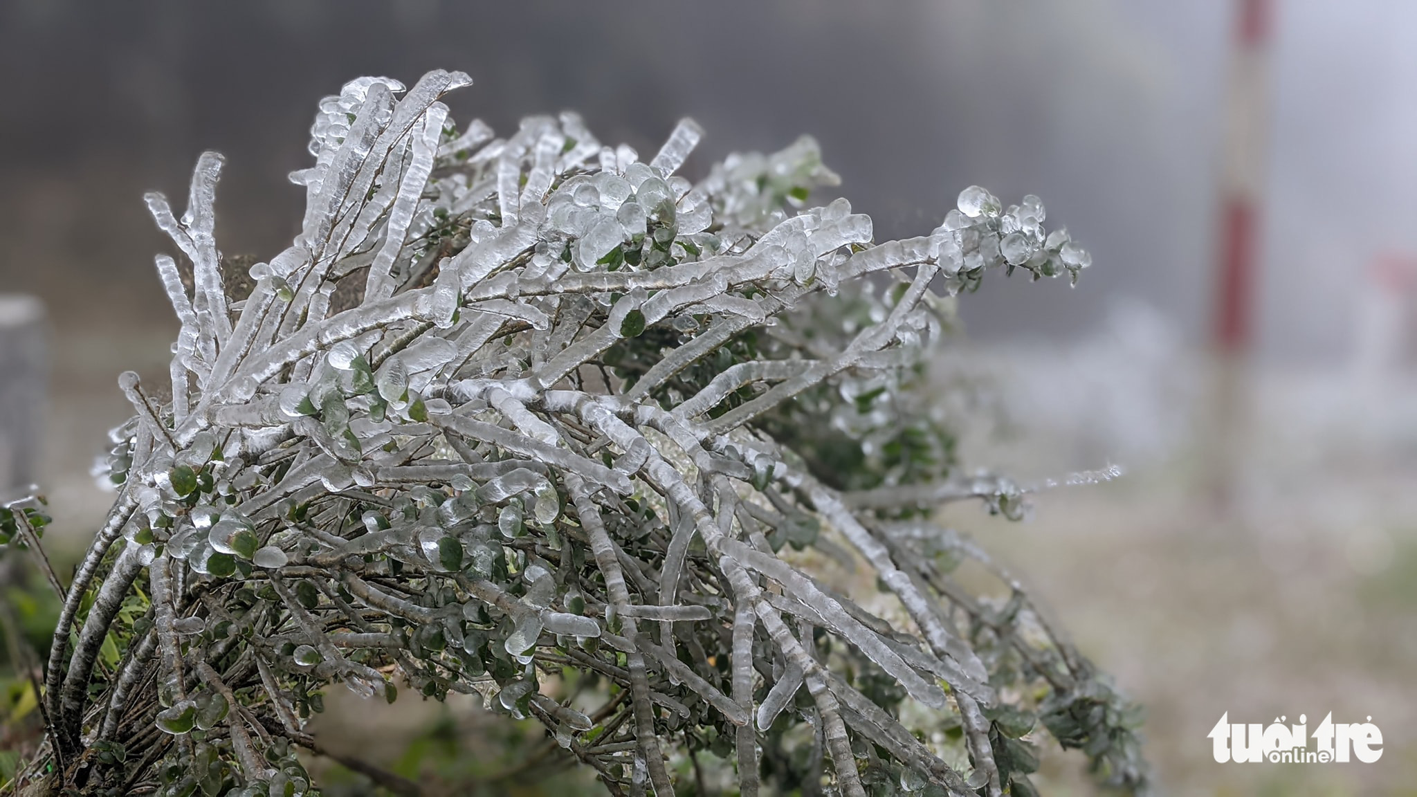 Đỉnh Phja Oắc, Mẫu Sơn xuống dưới 0 độ C, băng giá bao phủ trắng - Ảnh 6. Đỉnh Phja Oắc, Mẫu Sơn xuống dưới 0 độ C, băng giá bao phủ trắng - Ảnh 6.