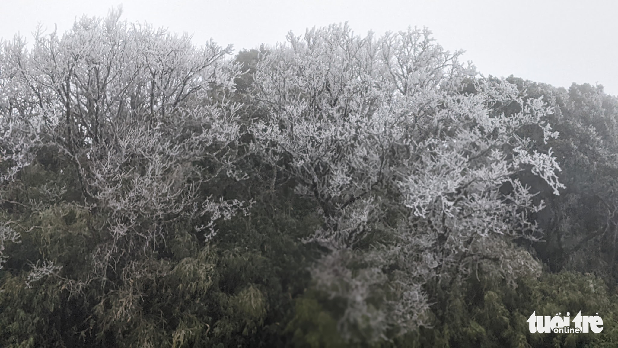 Đỉnh Phja Oắc, Mẫu Sơn xuống dưới 0 độ C, băng giá bao phủ trắng - Ảnh 3. Đỉnh Phja Oắc, Mẫu Sơn xuống dưới 0 độ C, băng giá bao phủ trắng - Ảnh 3.