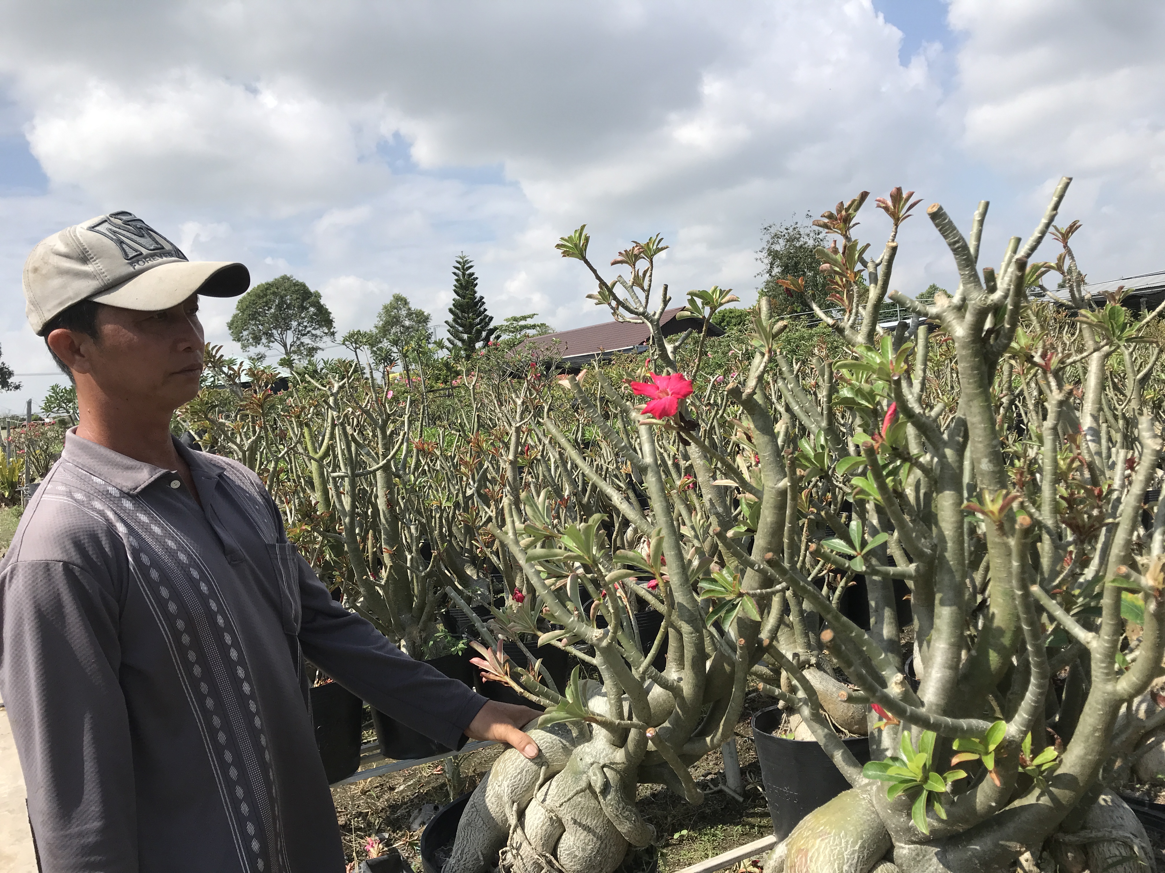 Cây sứ Ánh Dương không đủ để xuất khẩu - Ảnh 1. Cây sứ Ánh Dương không đủ để xuất khẩu - Ảnh 1.