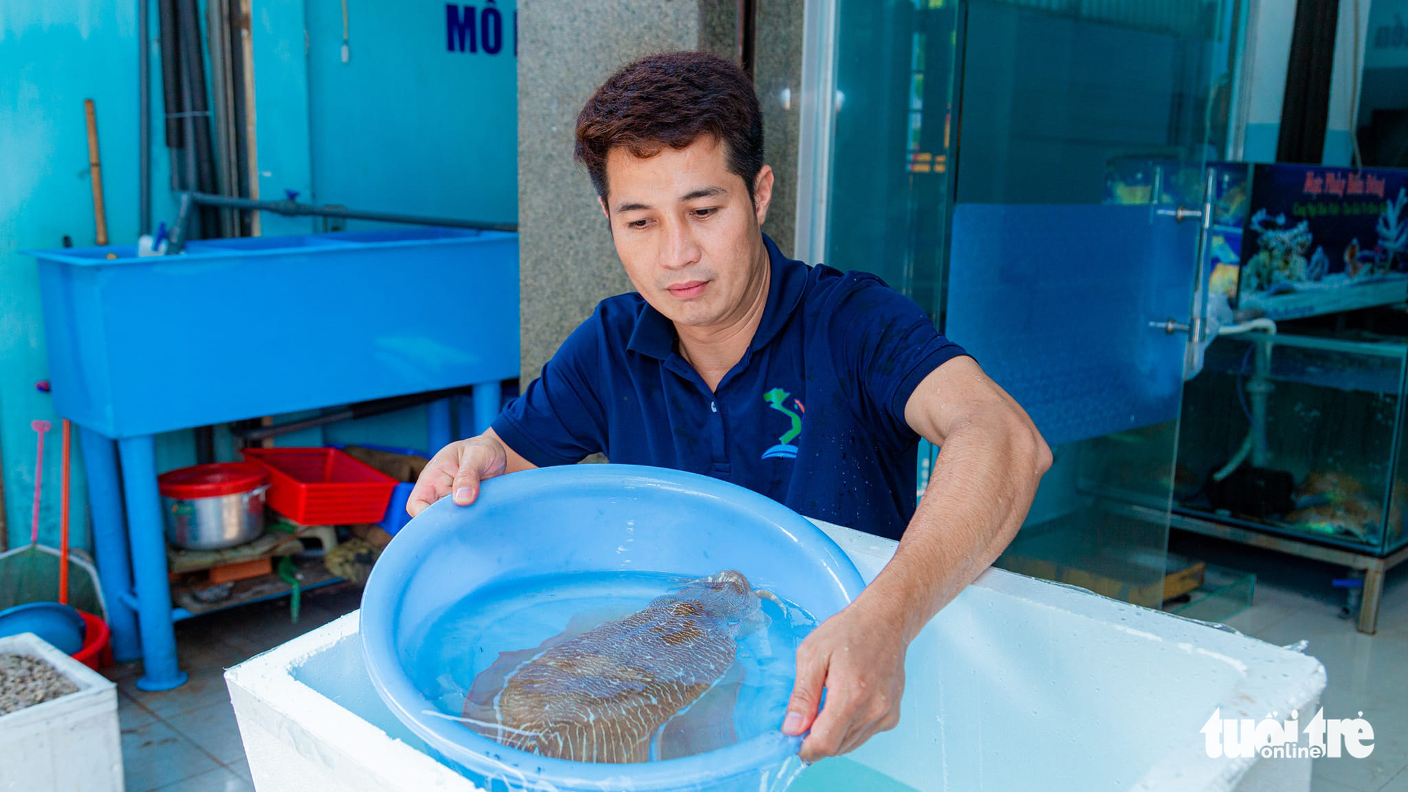 Doanh nhân trẻ đưa mực đang bơi từ biển về bờ - Ảnh 1. Doanh nhân trẻ đưa mực đang bơi từ biển về bờ - Ảnh 1.