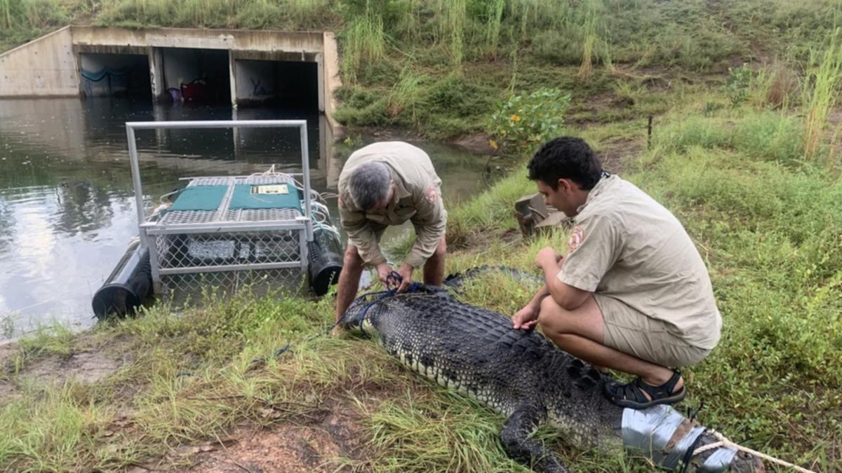 Những người làm nghề buộc mõm cá sấu khổng lồ - Ảnh 1. Những người làm nghề buộc mõm cá sấu khổng lồ - Ảnh 1.