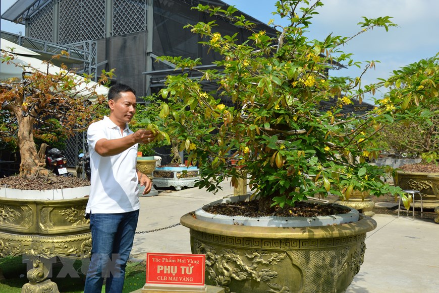 Bộ sưu tập 10 cây mai vàng của một người Đồng Tháp đạt kỷ lục thế giới - Ảnh 1. Bộ sưu tập 10 cây mai vàng của một người Đồng Tháp đạt kỷ lục thế giới - Ảnh 1.
