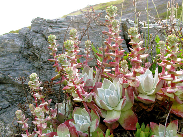 Đạo chích cây quý hiếm tầm cỡ thế giới - Ảnh 1. Đạo chích cây quý hiếm tầm cỡ thế giới - Ảnh 1.