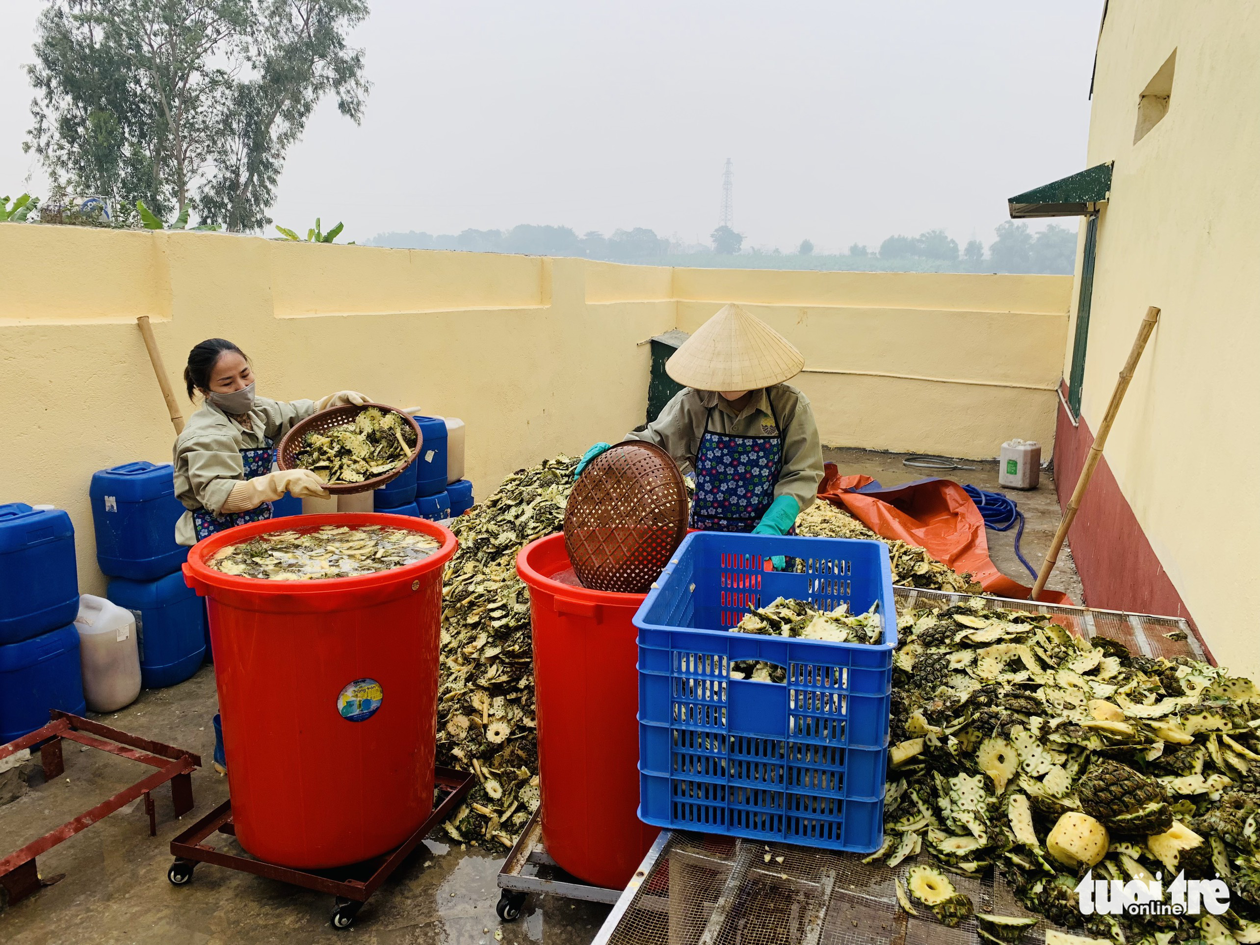 Khởi nghiệp biến vỏ dứa thành tiền - Ảnh 3. Khởi nghiệp biến vỏ dứa thành tiền - Ảnh 3.