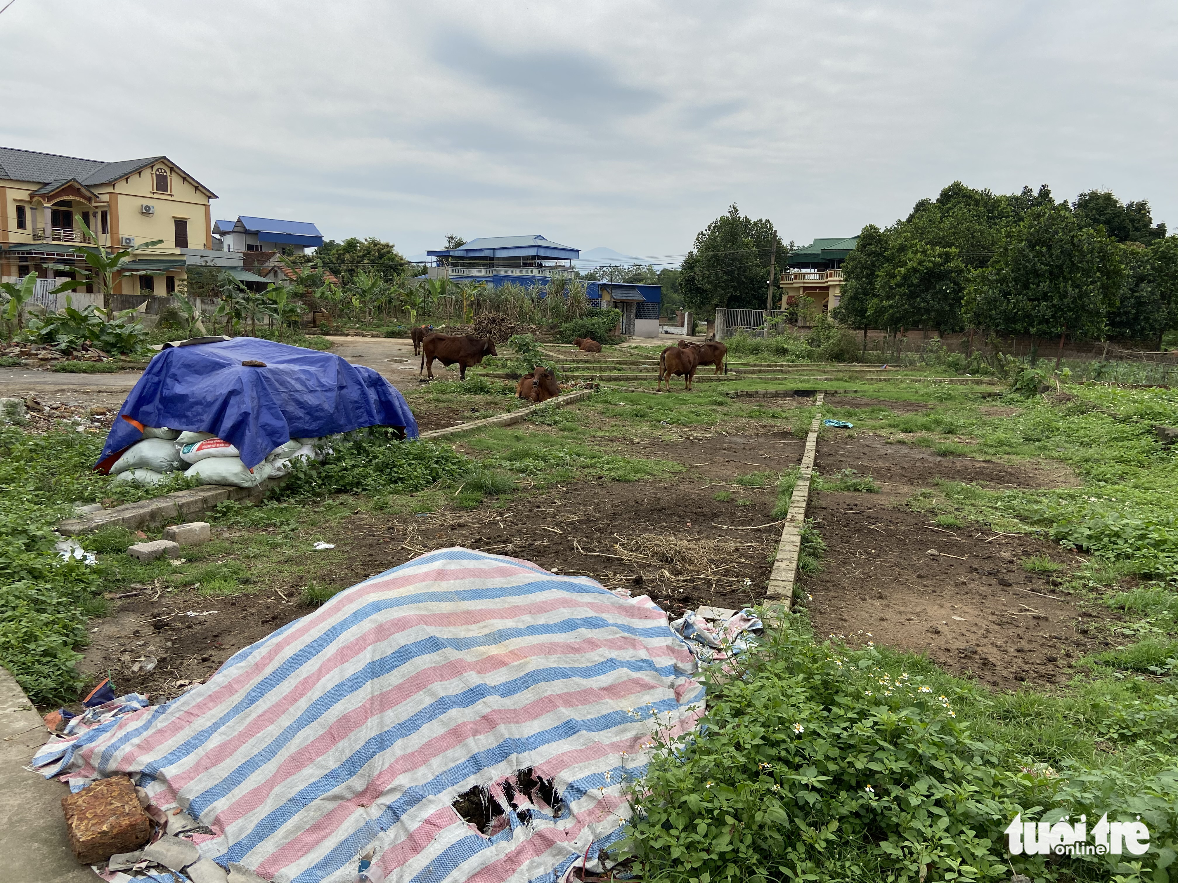 Ảnh tách thửa, phân lô đất nông thôn rồi để hoang phế ở ngoại thành Hà Nội - Ảnh 1.