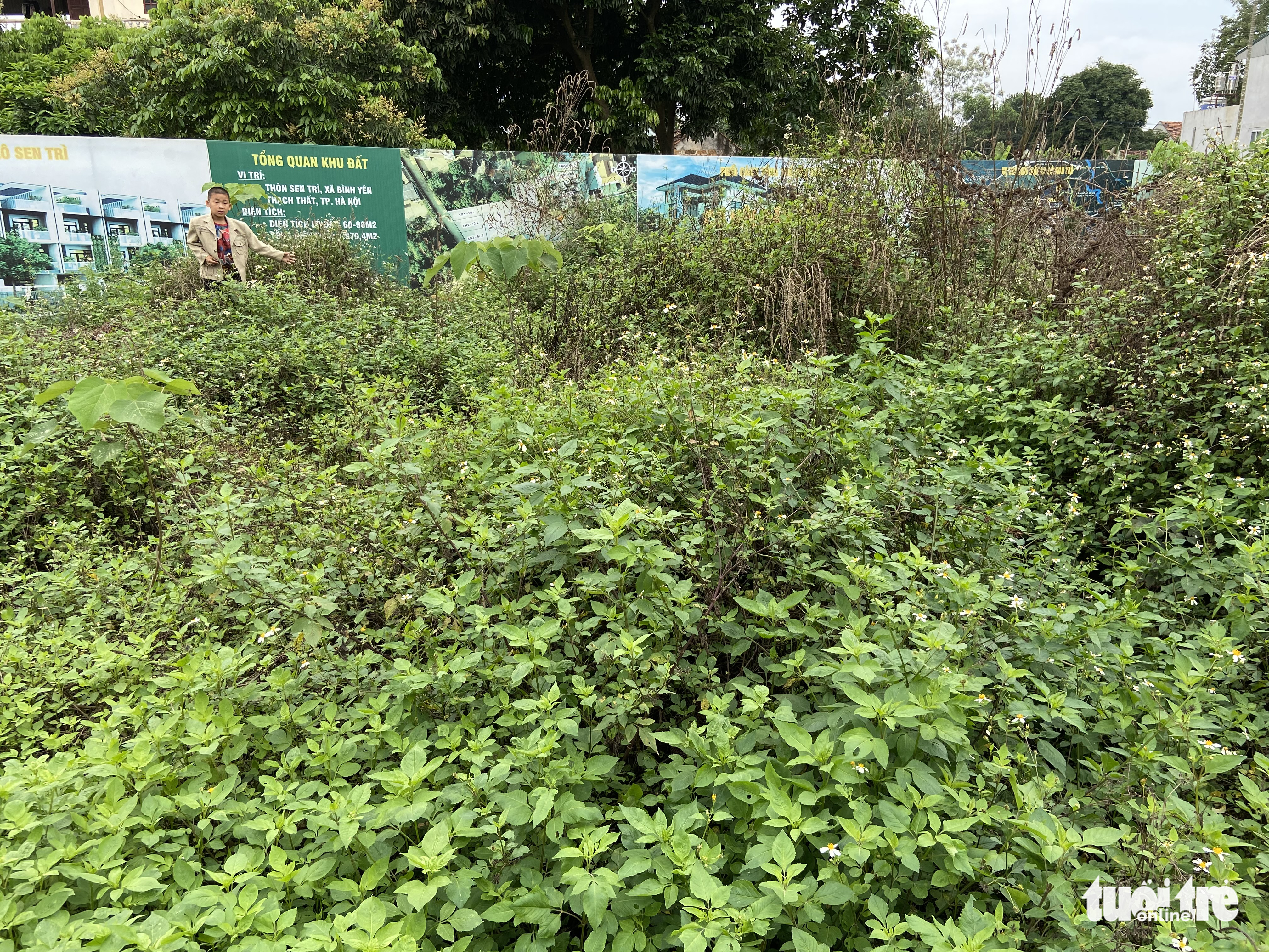 Ảnh tách thửa, phân lô đất nông thôn rồi để hoang phế ở ngoại thành Hà Nội - Ảnh 7.