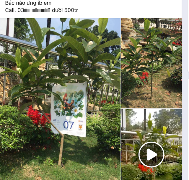 Ngáo giá cây bạch hải đường: Đâu là sự thật? - Ảnh 1. Ngáo giá cây bạch hải đường: Đâu là sự thật? - Ảnh 1.