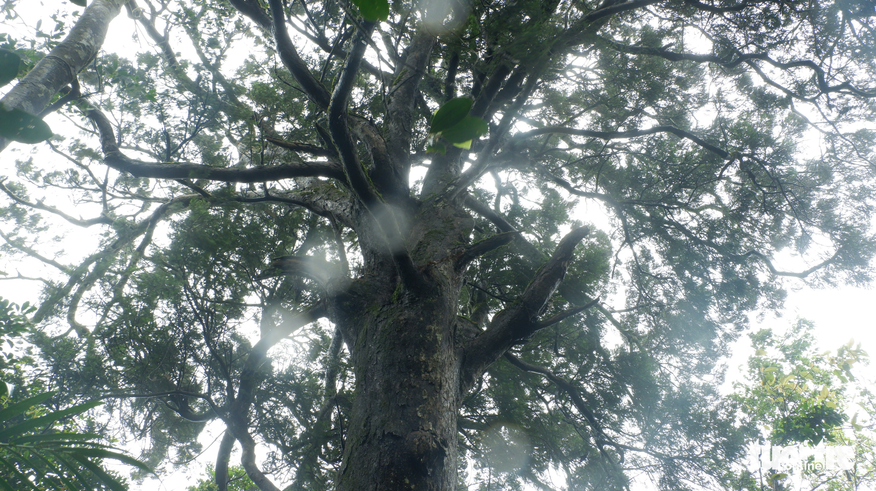 Núi Chúa - rừng thiêng huyền bí - Kỳ 1: Đỉnh núi 1.039m bên bờ biển - Ảnh 3.