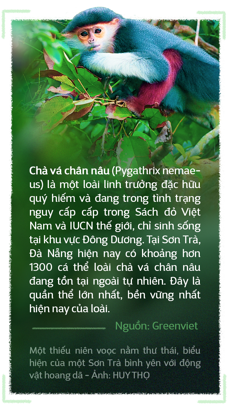 Du lịch chụp ảnh voọc: Tour hay, ít phổ biến - Ảnh 1.