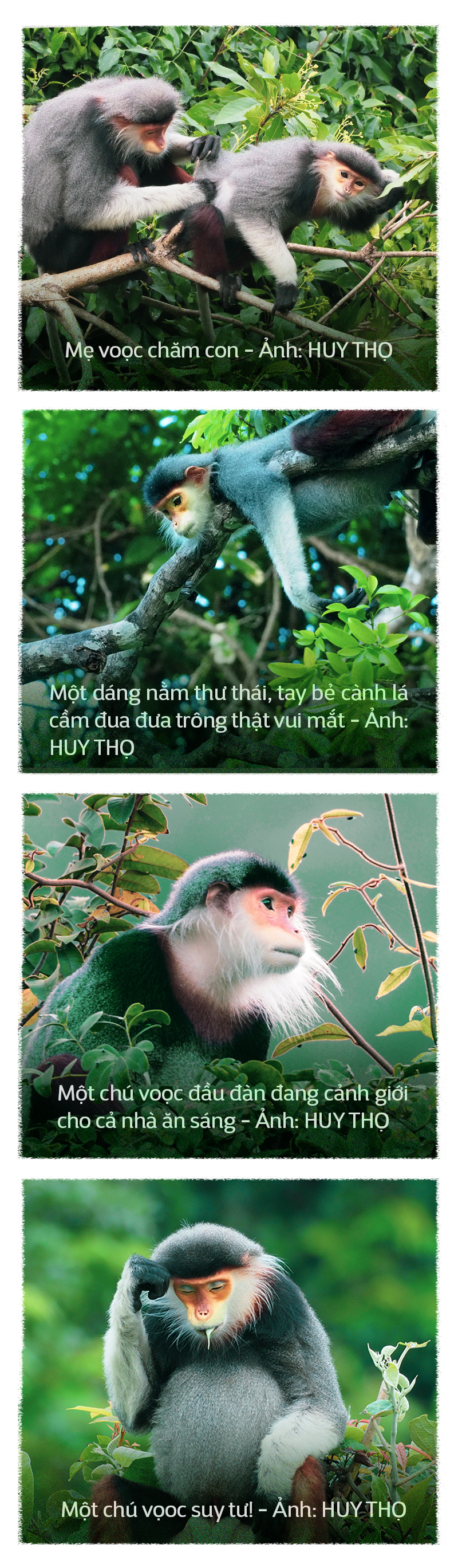 Du lịch chụp ảnh voọc: Tour hay, ít phổ biến - Ảnh 9.