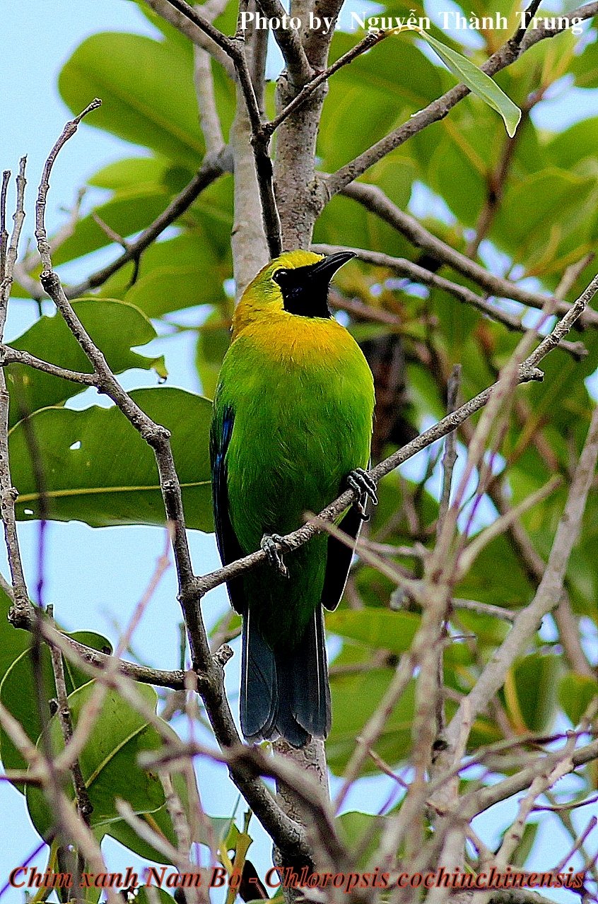 Núi Chúa - rừng thiêng huyền bí - Kỳ 5: Người con rể Núi Chúa xách súng rượt kẻ mua rừng - Ảnh 5. Núi Chúa - rừng thiêng huyền bí - Kỳ 5: Người con rể Núi Chúa xách súng rượt kẻ mua rừng - Ảnh 5.