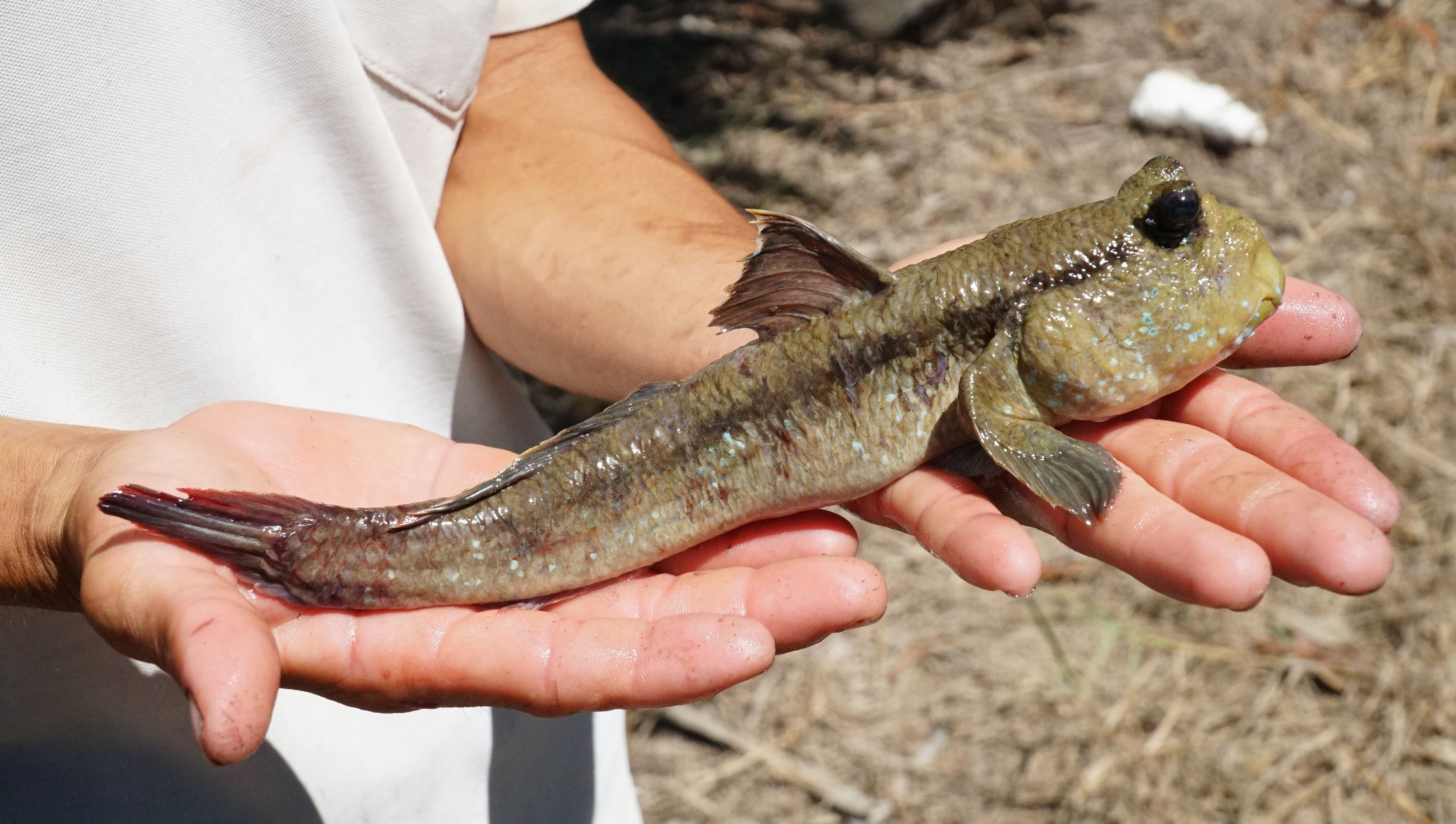 Người nuôi con cá... có chân - Ảnh 2. Người nuôi con cá... có chân - Ảnh 2.