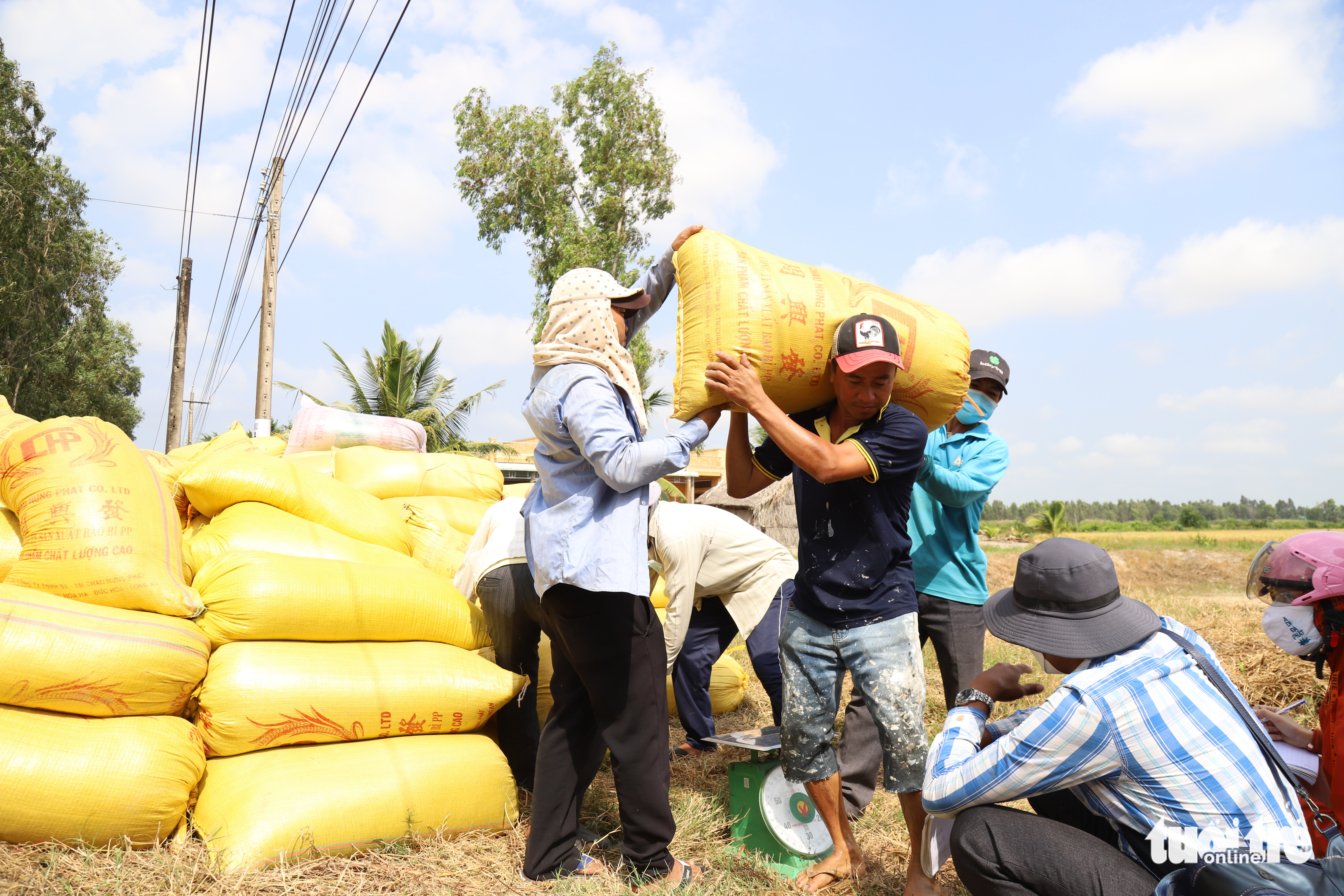 Thu hoach lua Thu hoach lua