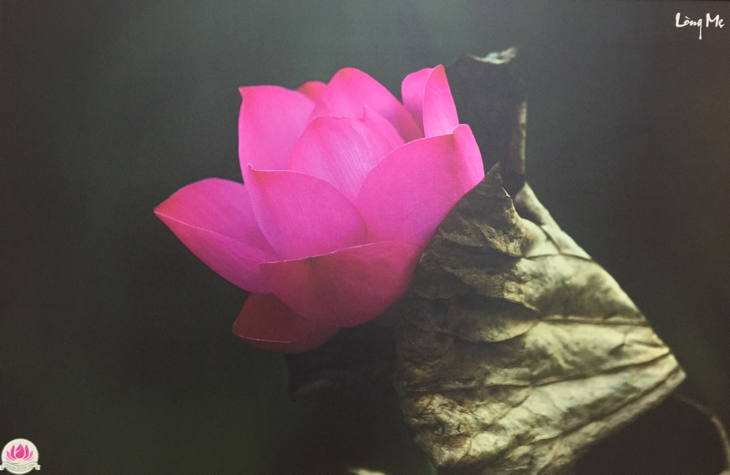 Thành Xuân Anh với những bức ảnh sen dâng thầy - Ảnh 5. Thành Xuân Anh với những bức ảnh sen dâng thầy - Ảnh 5.