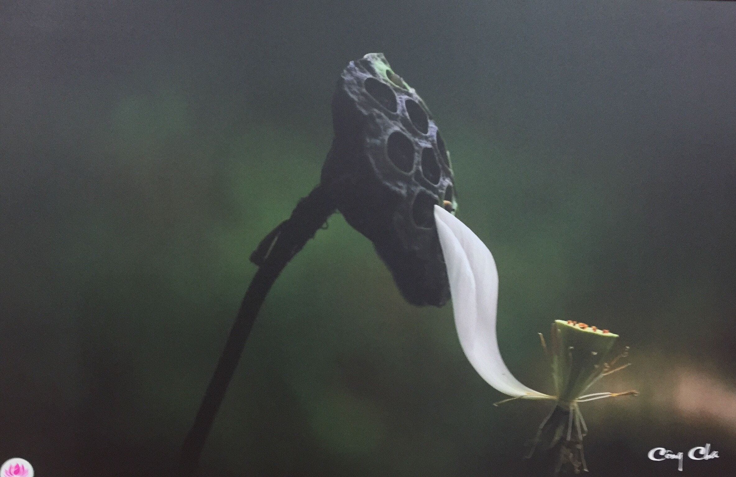 Thành Xuân Anh với những bức ảnh sen dâng thầy - Ảnh 7. Thành Xuân Anh với những bức ảnh sen dâng thầy - Ảnh 7.