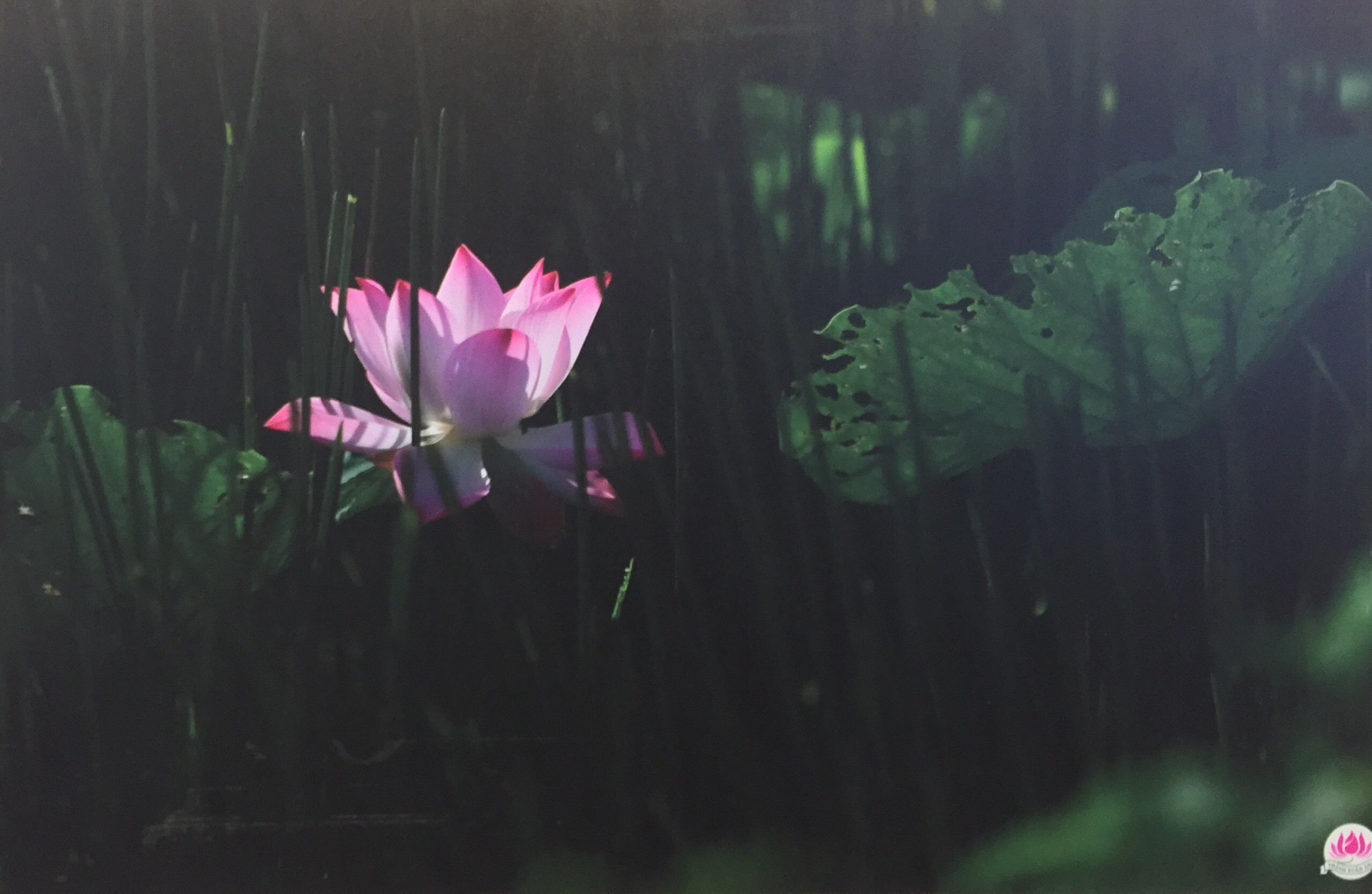 Thành Xuân Anh với những bức ảnh sen dâng thầy - Ảnh 6. Thành Xuân Anh với những bức ảnh sen dâng thầy - Ảnh 6.