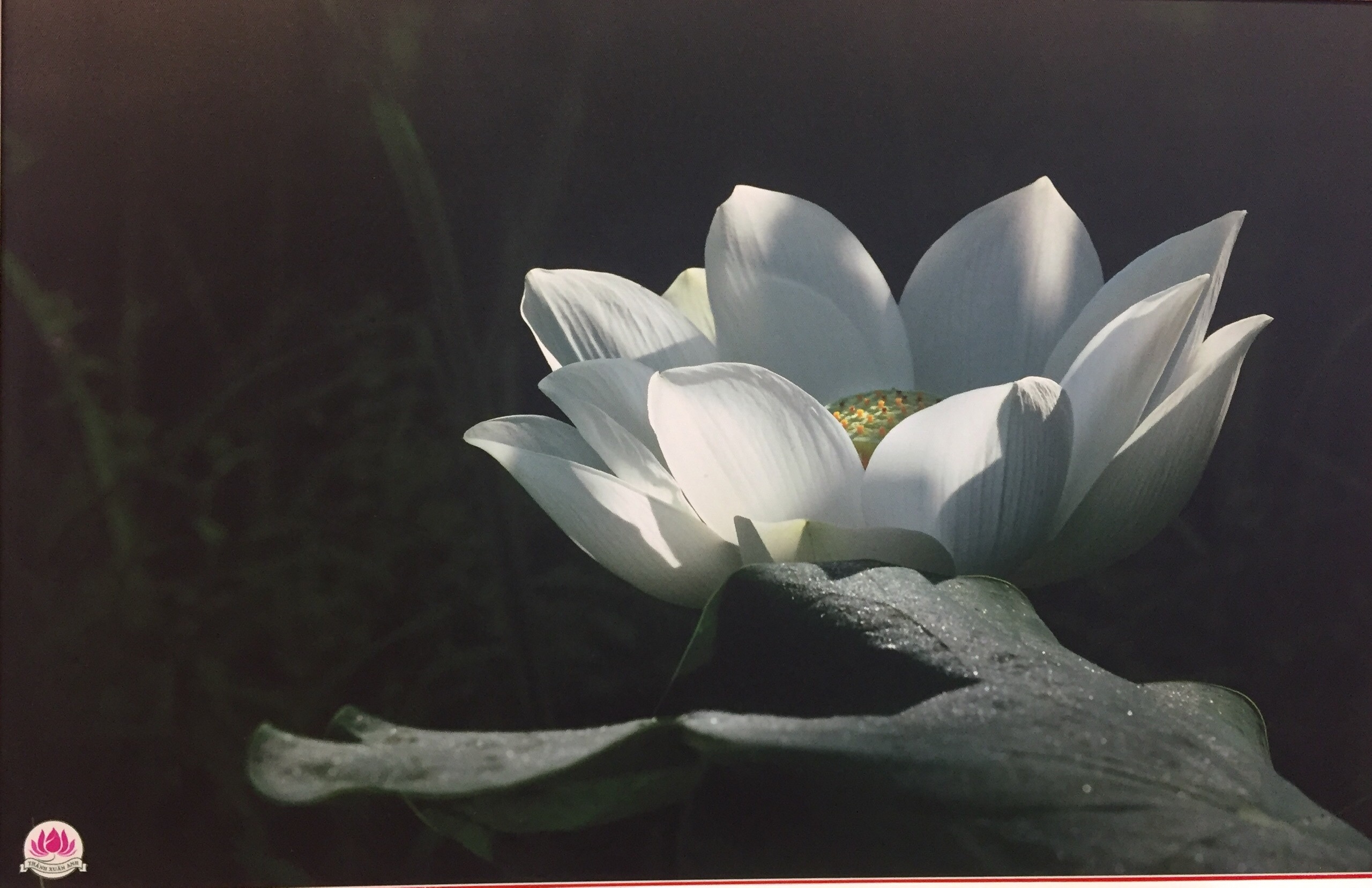 Thành Xuân Anh với những bức ảnh sen dâng thầy - Ảnh 8. Thành Xuân Anh với những bức ảnh sen dâng thầy - Ảnh 8.