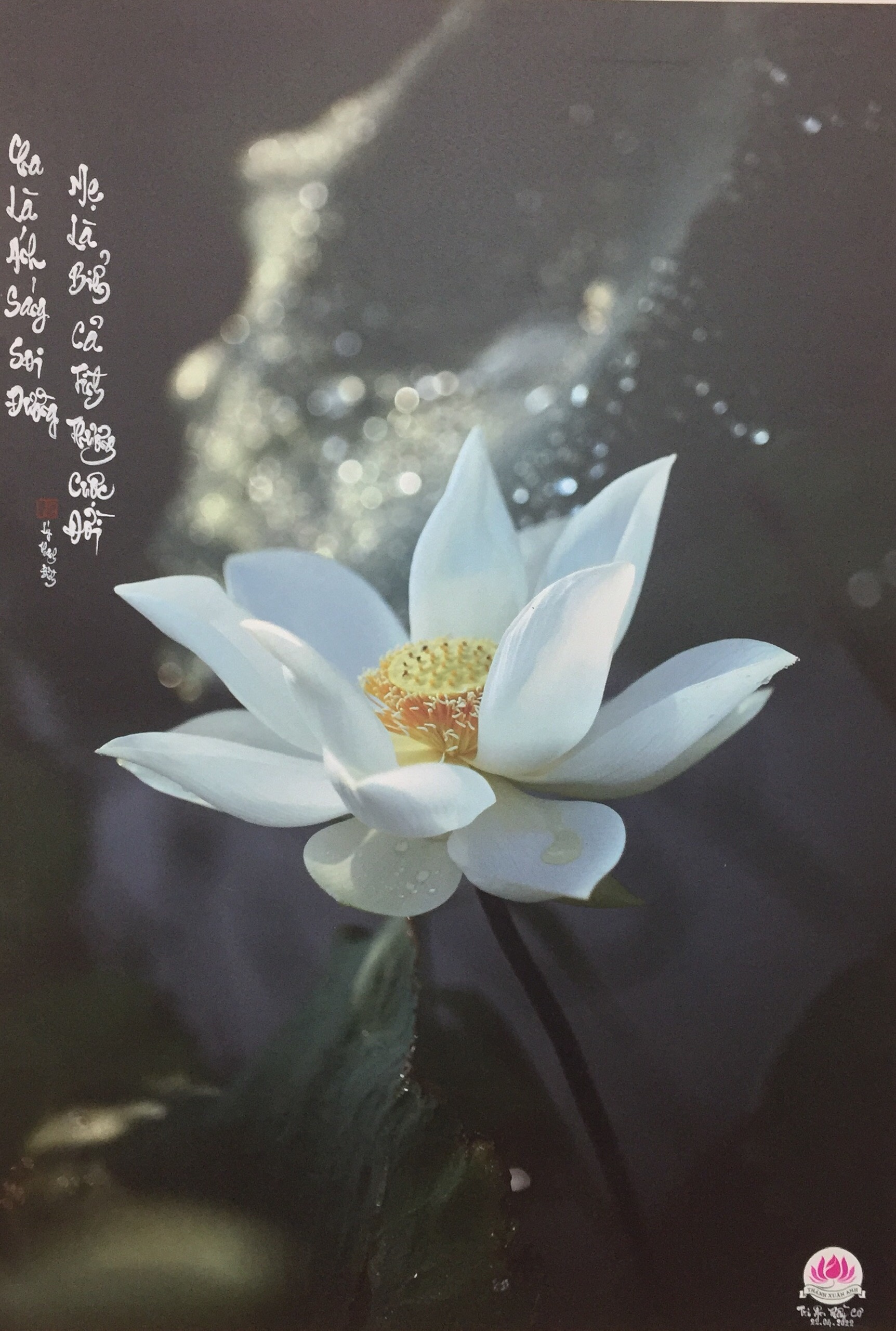 Thành Xuân Anh với những bức ảnh sen dâng thầy - Ảnh 12. Thành Xuân Anh với những bức ảnh sen dâng thầy - Ảnh 12.