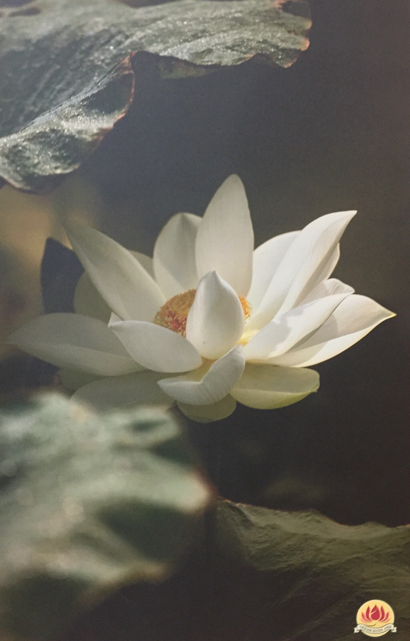 Thành Xuân Anh với những bức ảnh sen dâng thầy - Ảnh 11. Thành Xuân Anh với những bức ảnh sen dâng thầy - Ảnh 11.