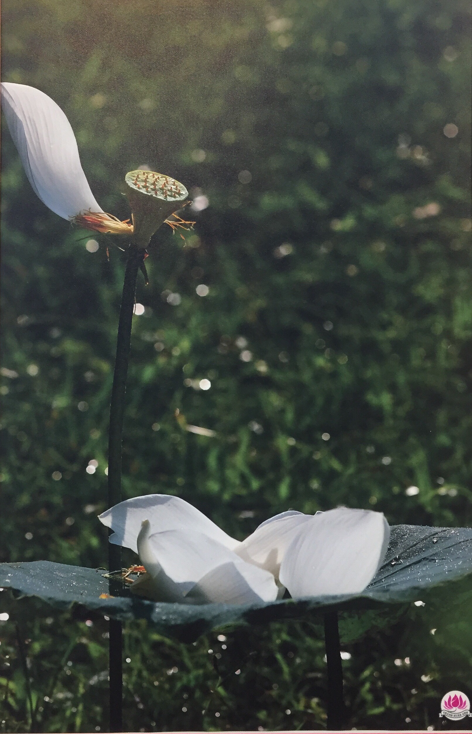 Thành Xuân Anh với những bức ảnh sen dâng thầy - Ảnh 10. Thành Xuân Anh với những bức ảnh sen dâng thầy - Ảnh 10.