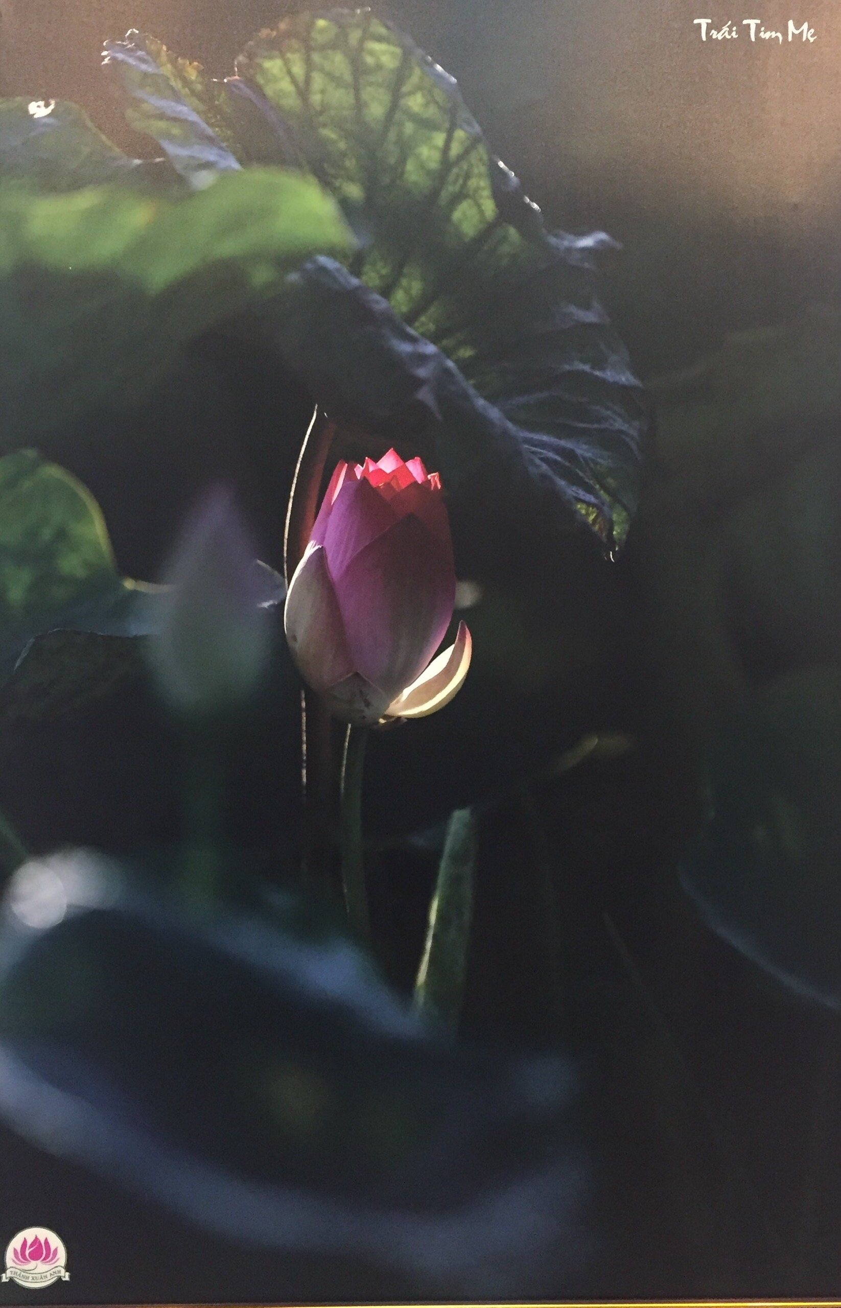 Thành Xuân Anh với những bức ảnh sen dâng thầy - Ảnh 9. Thành Xuân Anh với những bức ảnh sen dâng thầy - Ảnh 9.