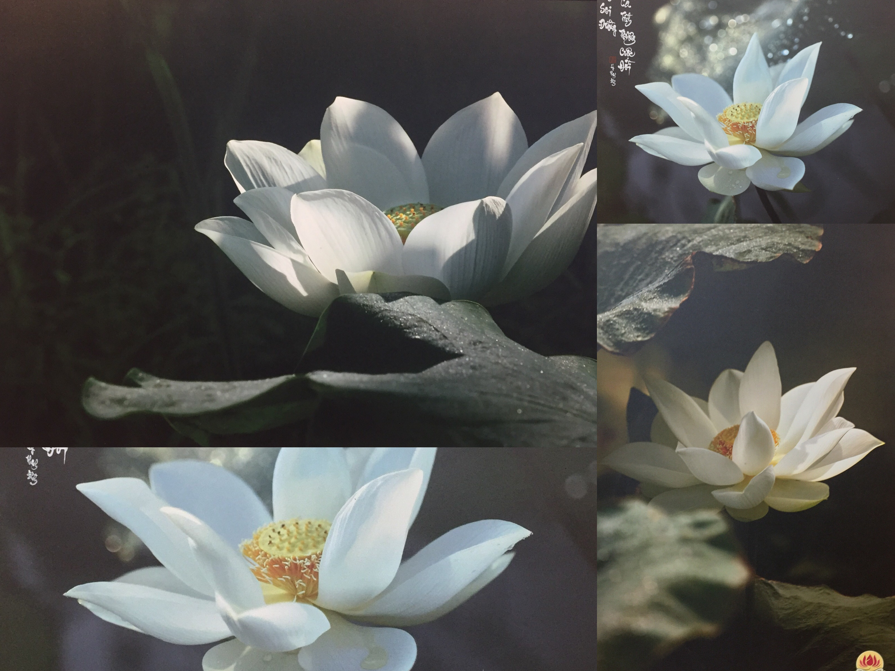 Thành Xuân Anh với những bức ảnh sen dâng thầy - Ảnh 1. Thành Xuân Anh với những bức ảnh sen dâng thầy - Ảnh 1.