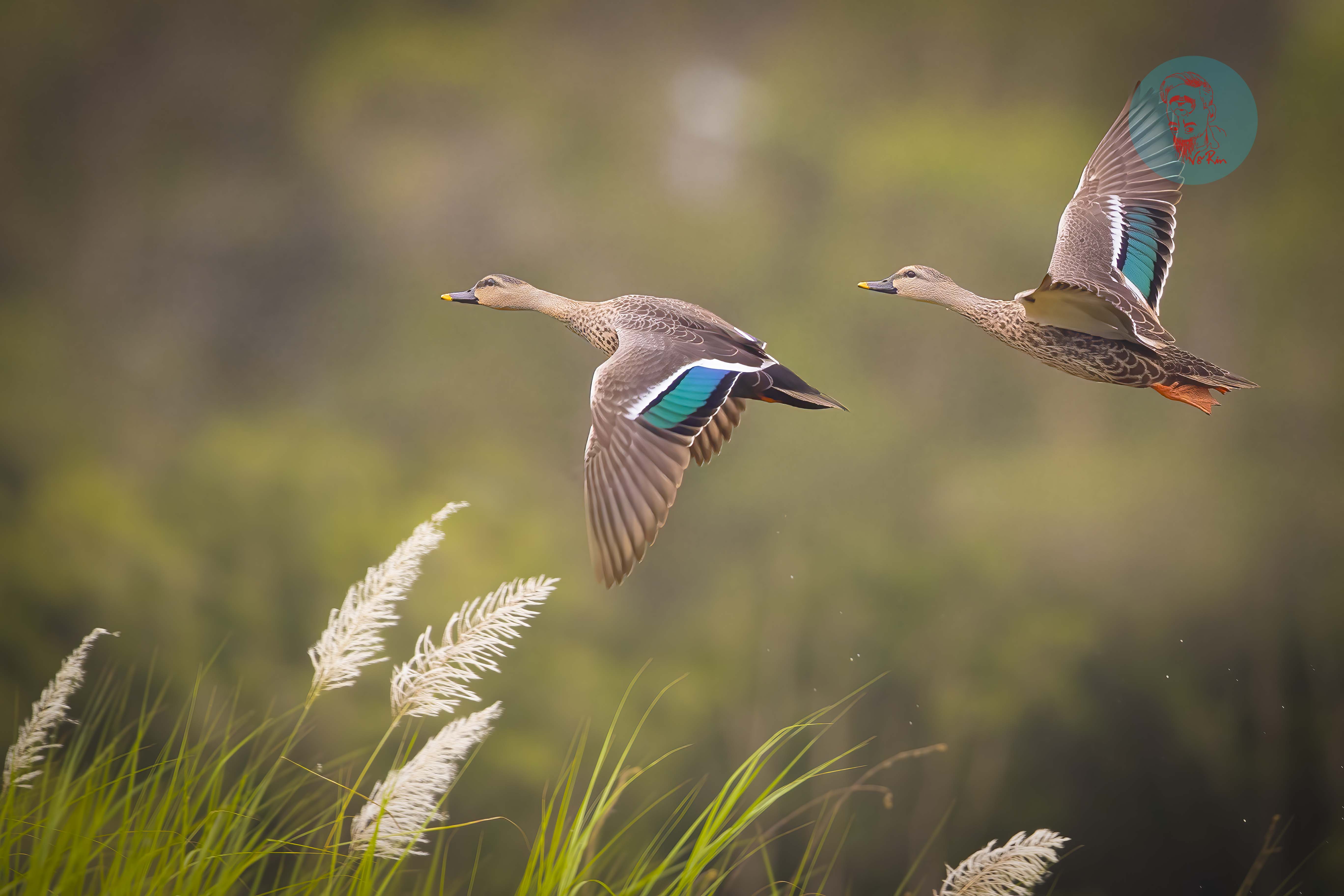 Cánh đồng lúa ST25 chín vàng được biến thành không gian triển lãm ảnh - Ảnh 3. Cánh đồng lúa ST25 chín vàng được biến thành không gian triển lãm ảnh - Ảnh 3.