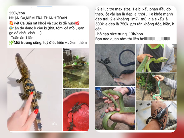 Bán rắn độc online, chủ shop bảo khách... lên mạng tìm hiểu cách nuôi - Ảnh 1. Bán rắn độc online, chủ shop bảo khách... lên mạng tìm hiểu cách nuôi - Ảnh 1.