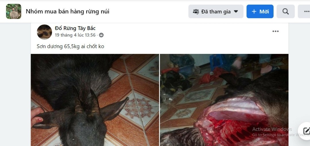 Đi chợ Đồ rừng - Kỳ 2: Ma trận buôn thú rừng trên mạng - Ảnh 1.