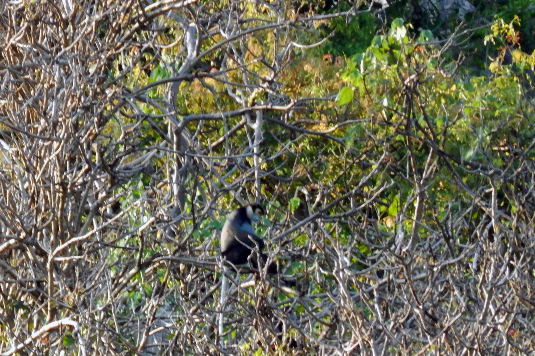 Phát hiện 7 đàn voọc chà vá chân đen quý hiếm trên núi Chứa Chan - Ảnh 2. Phát hiện 7 đàn voọc chà vá chân đen quý hiếm trên núi Chứa Chan - Ảnh 2.