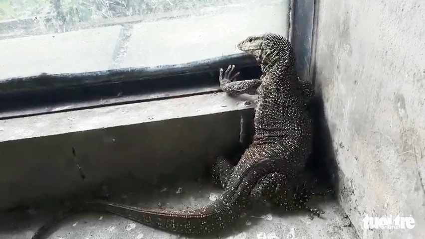 Kỳ đà vân quý hiếm nặng 1,3kg ‘lạc’ vào nhà người dân ở TP.HCM - Ảnh 1. Kỳ đà vân quý hiếm nặng 1,3kg ‘lạc’ vào nhà người dân ở TP.HCM - Ảnh 1.