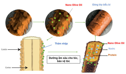 Dầu gội Wakamono chứa hoạt chất nano dầu olive - Ảnh 6. Dầu gội Wakamono chứa hoạt chất nano dầu olive - Ảnh 6.