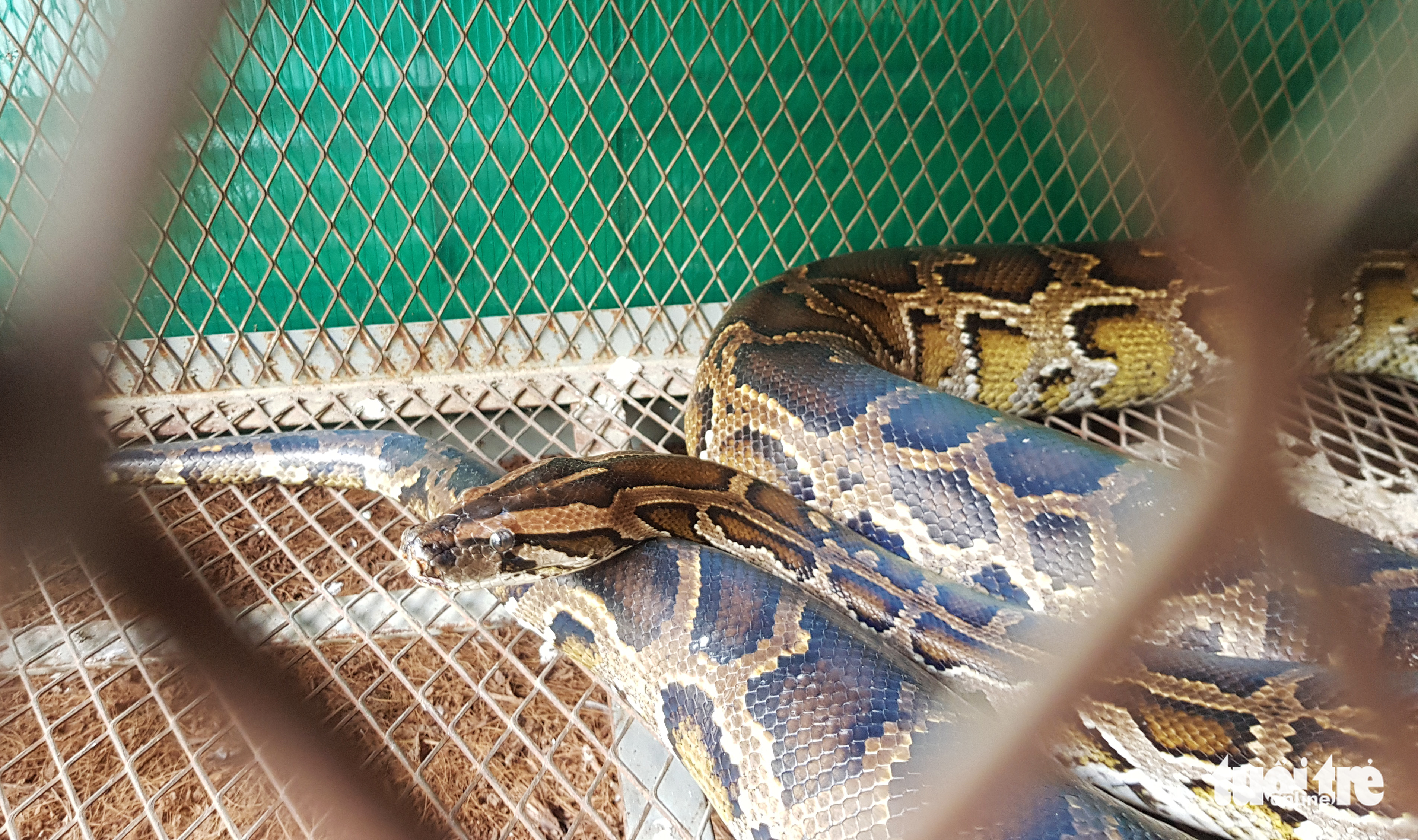 Một người dân giao trăn gấm nặng 11kg, dài gần 3m cho kiểm lâm - Ảnh 1. Một người dân giao trăn gấm nặng 11kg, dài gần 3m cho kiểm lâm - Ảnh 1.