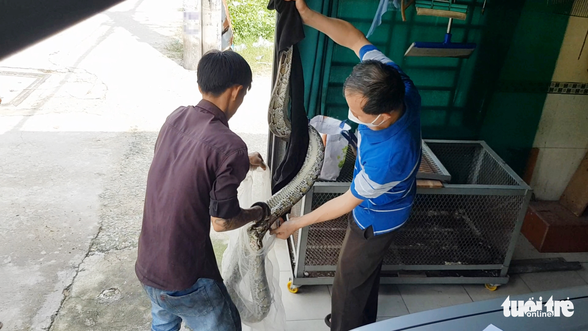 Một người dân giao trăn gấm nặng 11kg, dài gần 3m cho kiểm lâm - Ảnh 2. Một người dân giao trăn gấm nặng 11kg, dài gần 3m cho kiểm lâm - Ảnh 2.