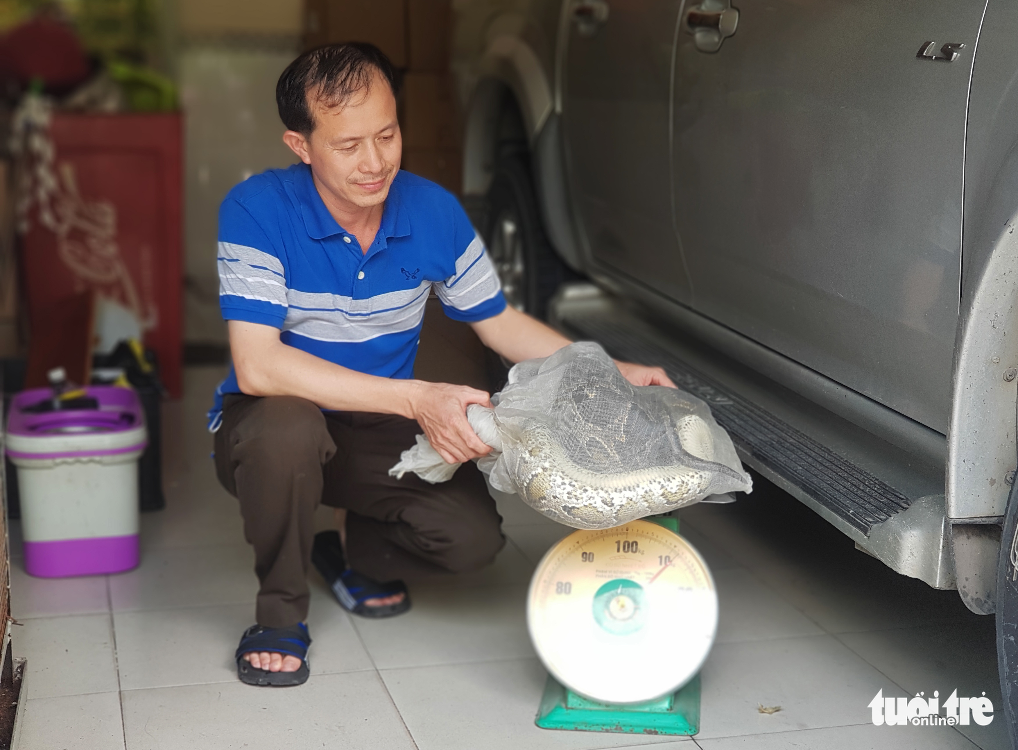 Một người dân giao trăn gấm nặng 11kg, dài gần 3m cho kiểm lâm - Ảnh 3. Một người dân giao trăn gấm nặng 11kg, dài gần 3m cho kiểm lâm - Ảnh 3.