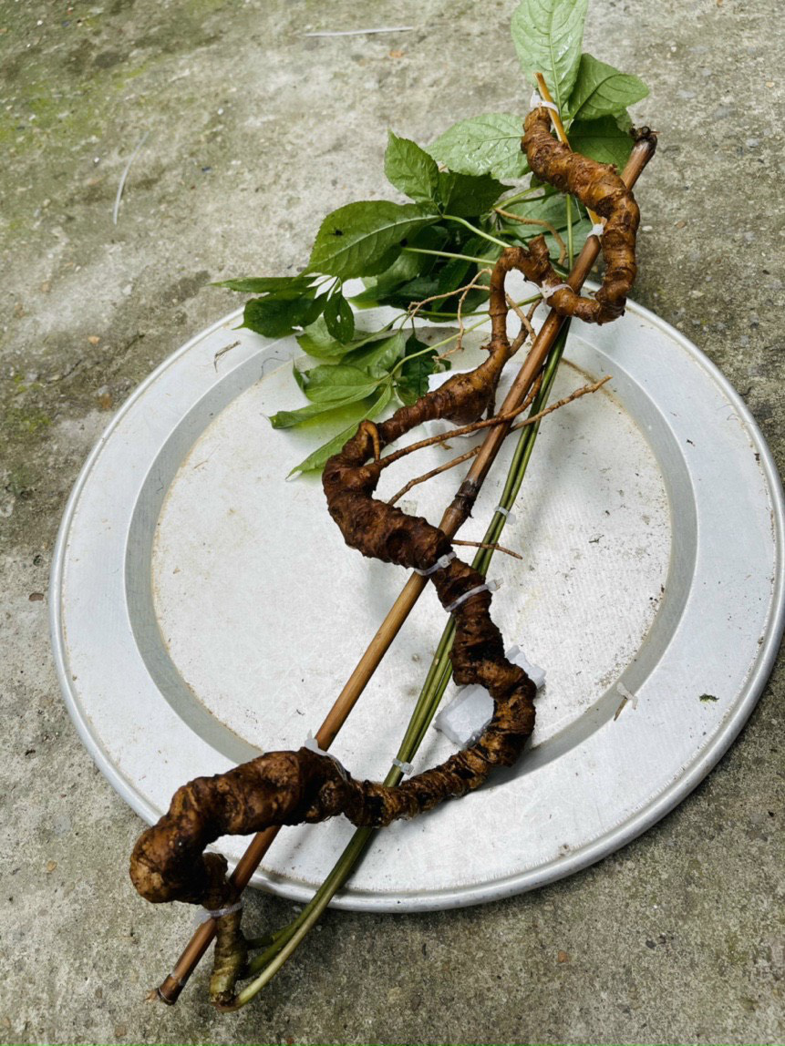 Sâm Ngọc Linh – Báu vật cho sức khỏe, mua ở đâu? - Ảnh 2.