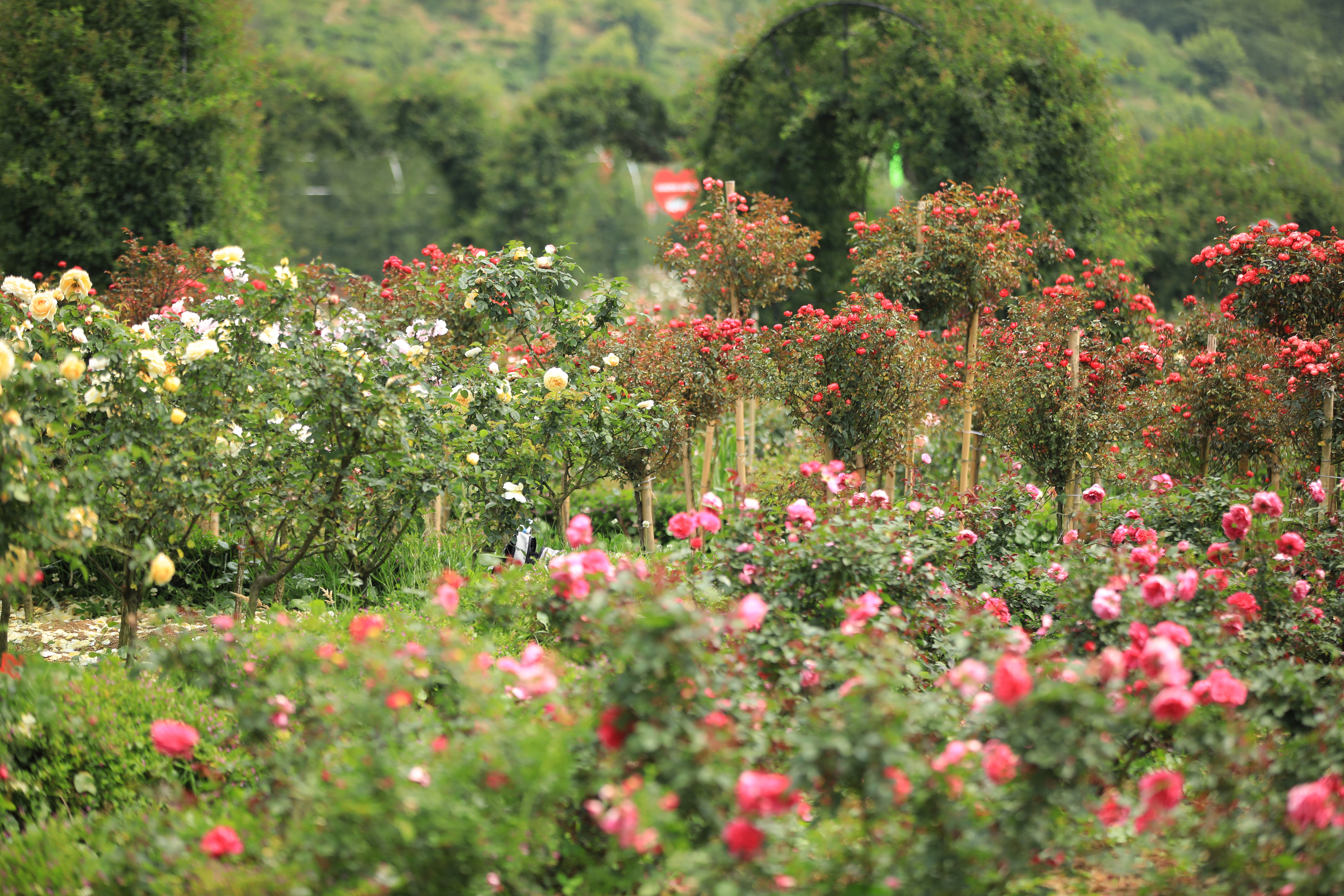 Đến Fansipan bay giữa ngàn hoa và phiêu cùng Chuyện tình Đỗ Quyên - Ảnh 1.