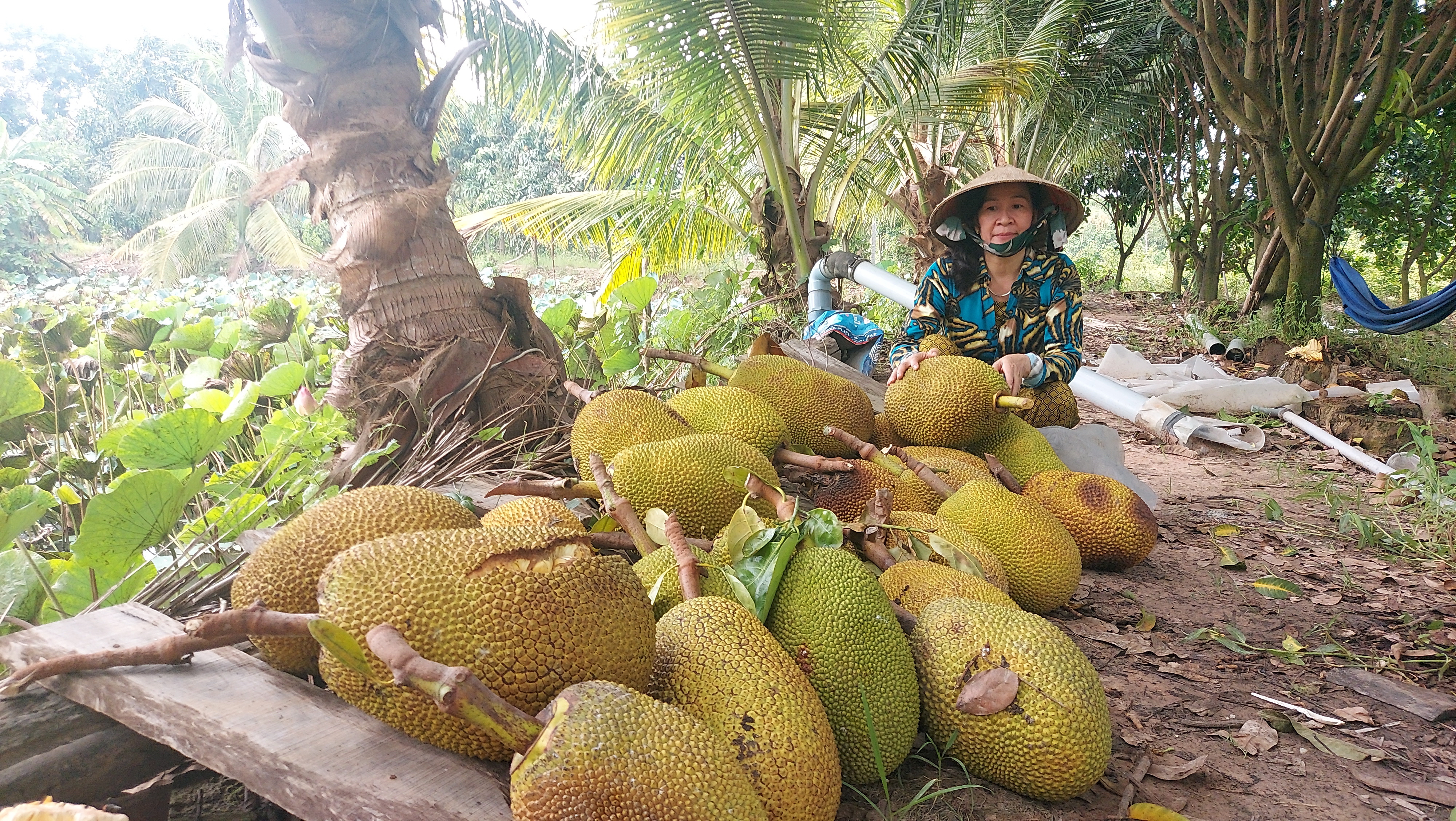 Tìm hiểu nguyên nhân lúa lép, mít vàng vỏ - Ảnh 1. Tìm hiểu nguyên nhân lúa lép, mít vàng vỏ - Ảnh 1.