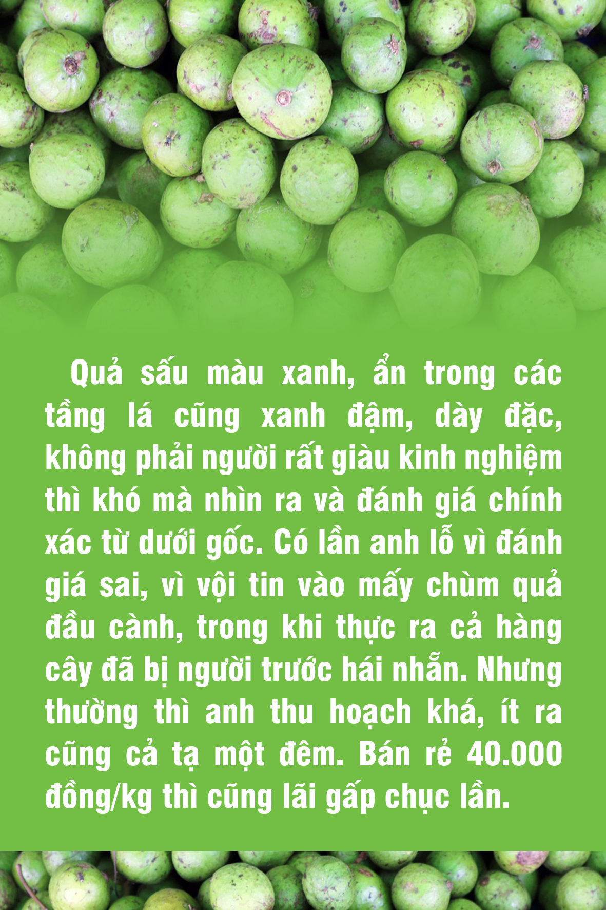 Nếu quả sấu biết kể chuyện đời mình - Ảnh 2.