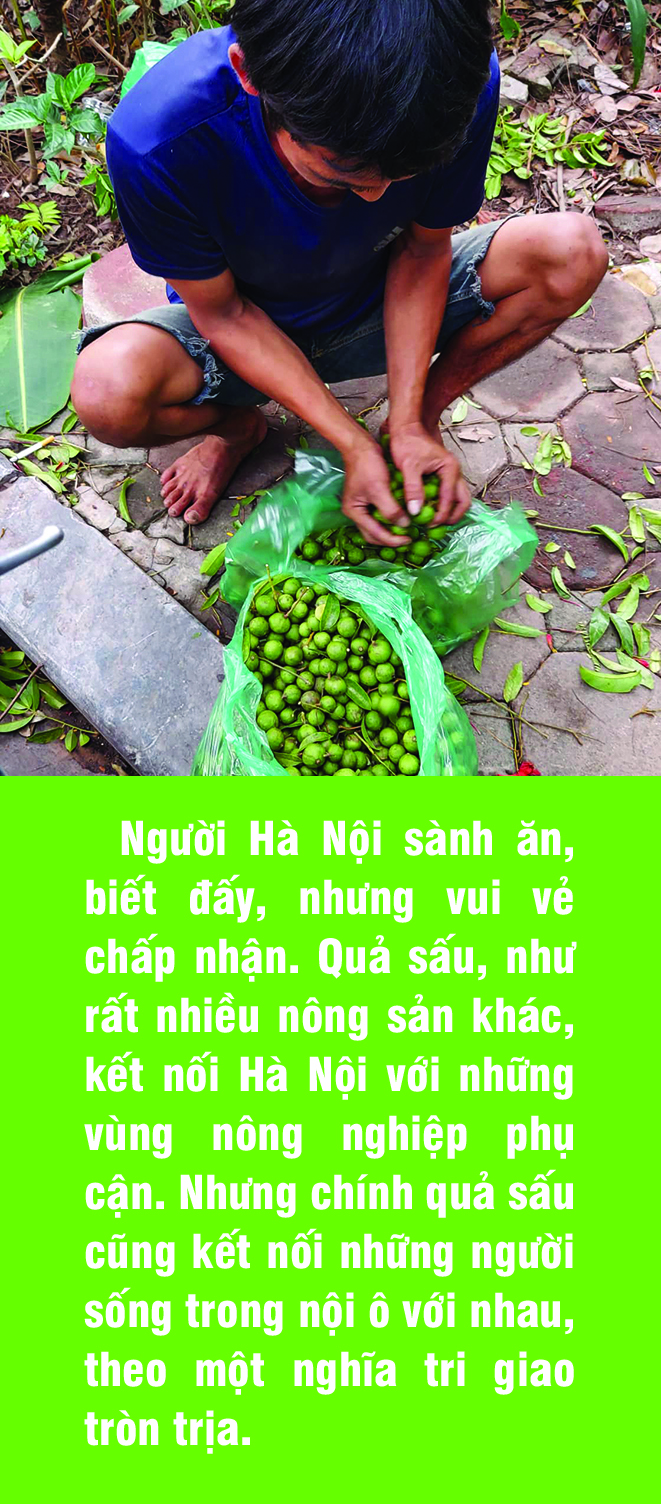 Nếu quả sấu biết kể chuyện đời mình - Ảnh 5.